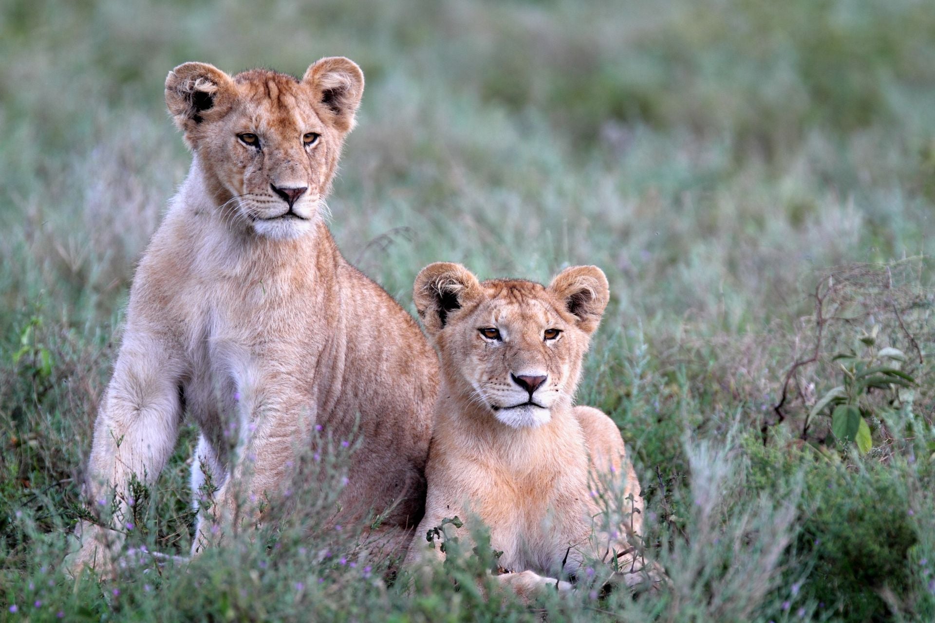 Lion cubs lying in green grass and looking in the distance