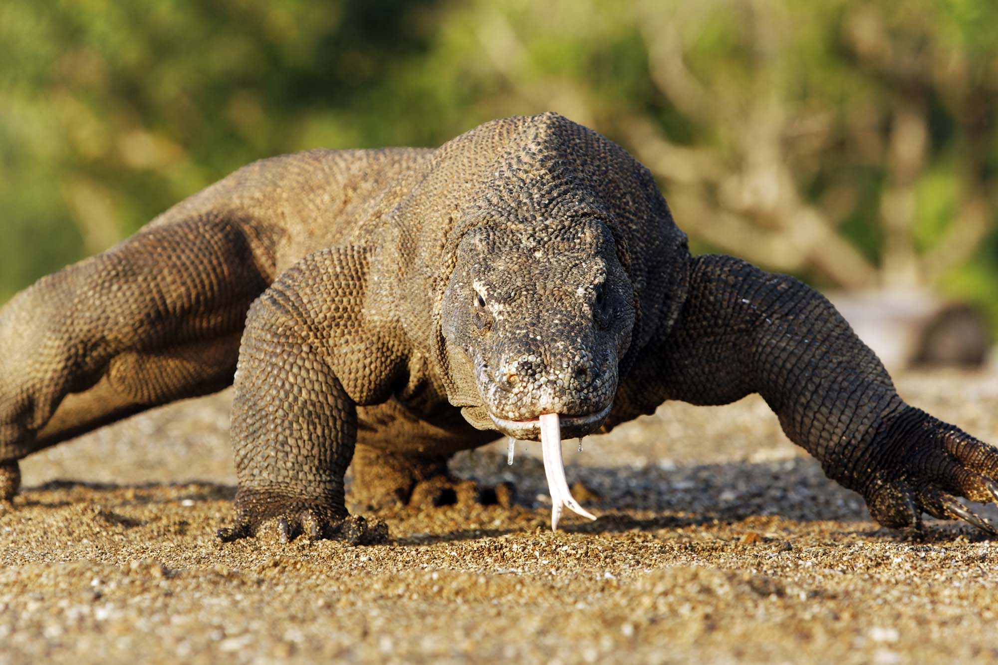 Komodo dragon, Varanus komodoensis, single lizard on floor, Komodo Indonesia