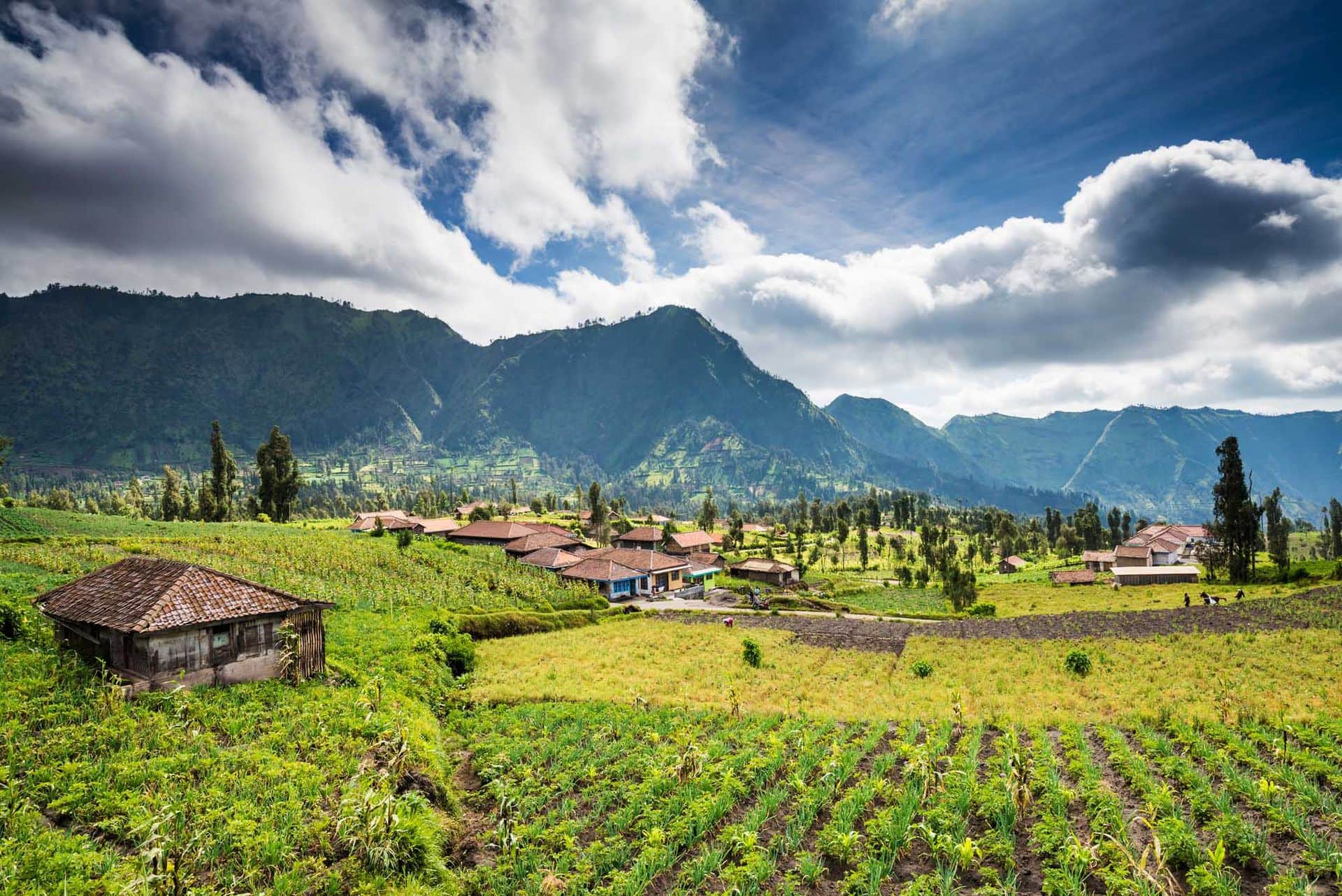 Village at Mount Bromo in Bromo Tengger Semeru National Park, East Java