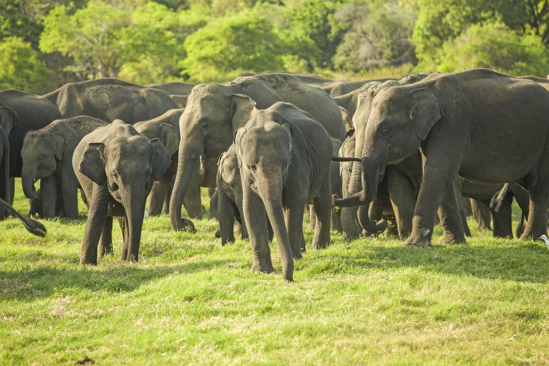 A herd of Sri Lankan elephant in the Minneriya National Park