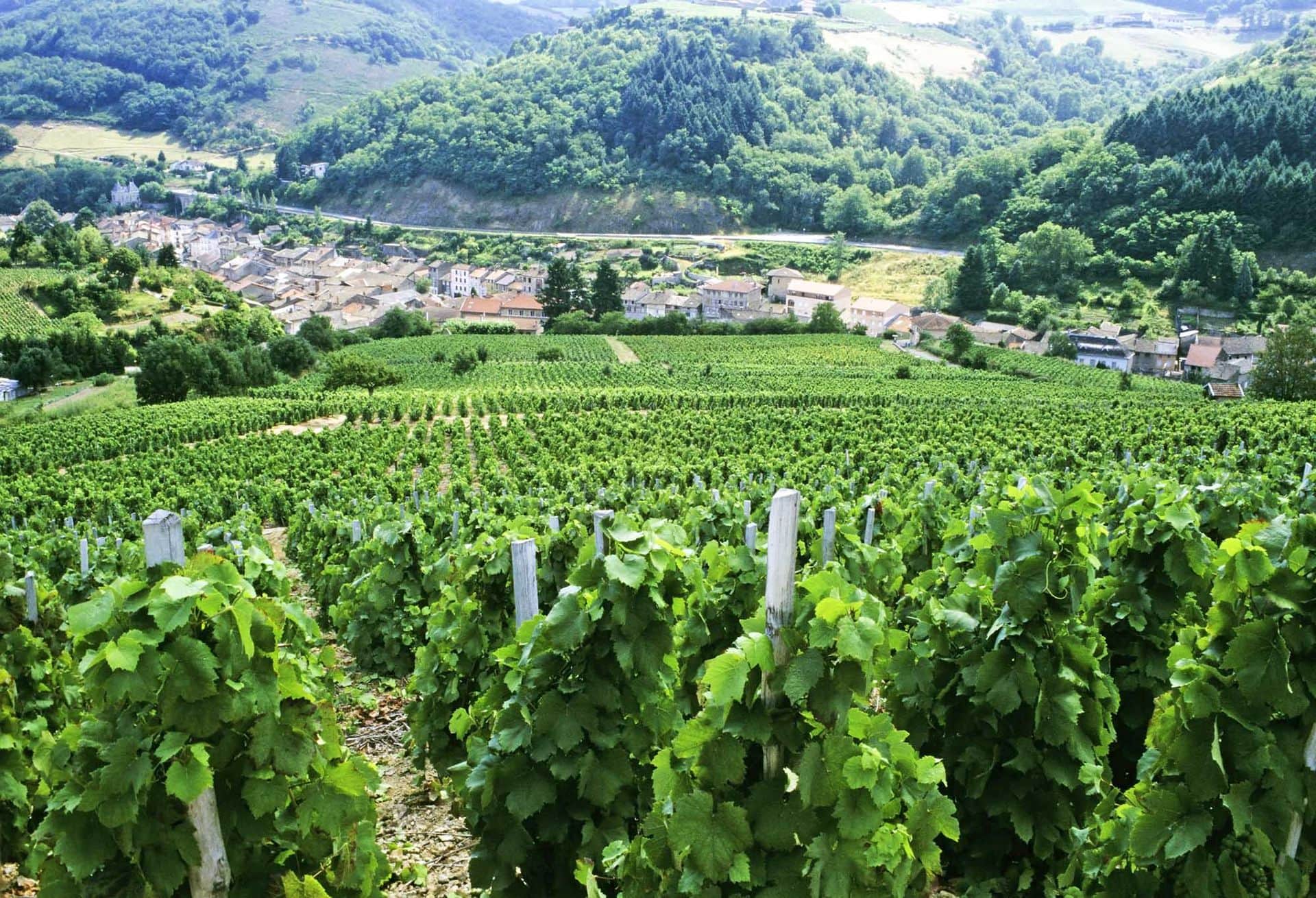 France Rhone Valley  vineyards
