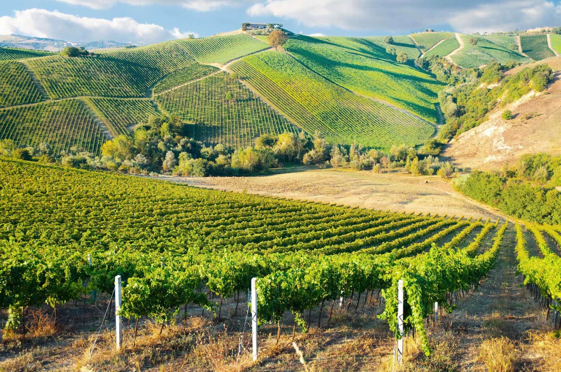 Beautiful Bordeaux vineyard on hills