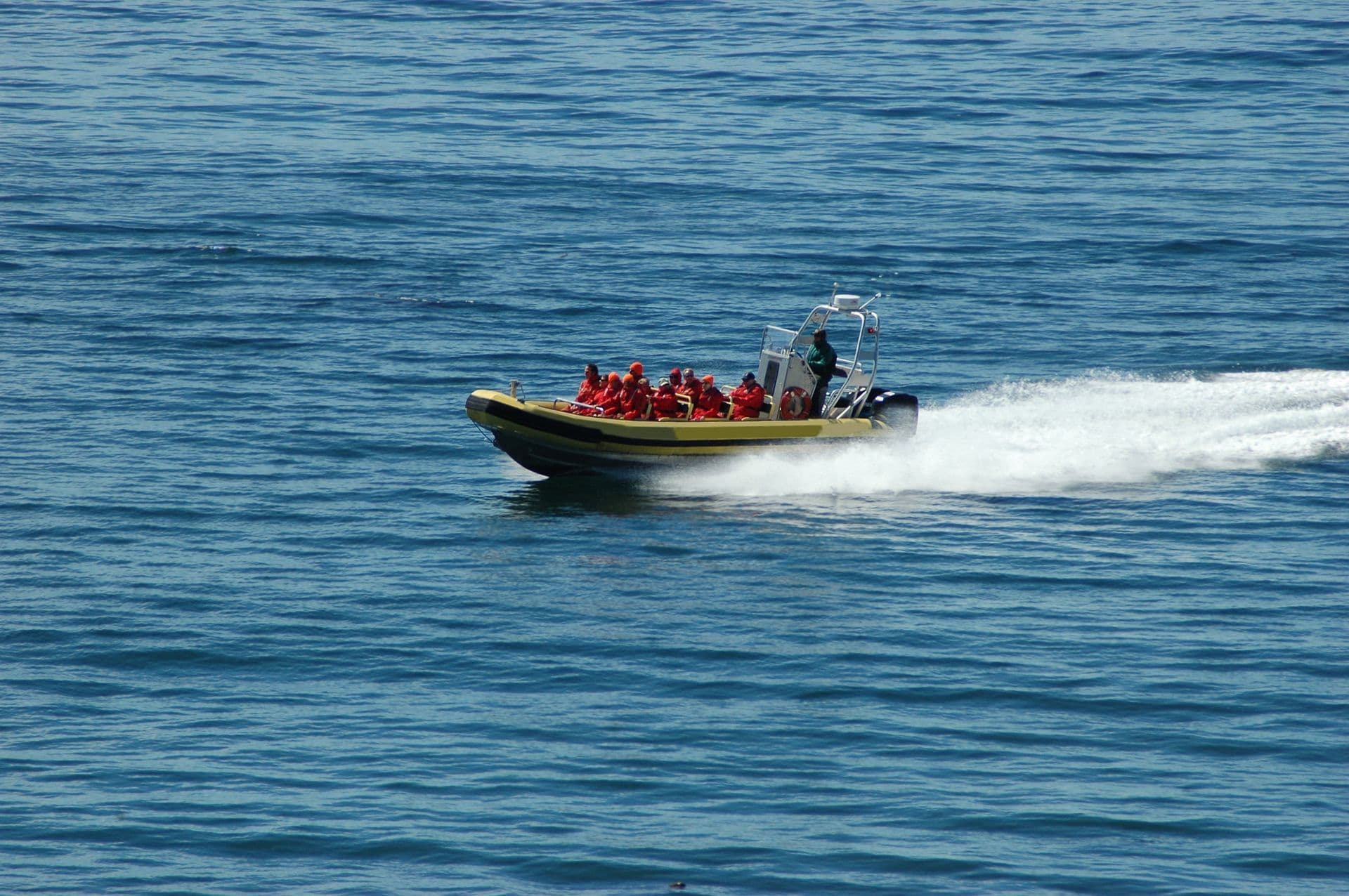 Whale watchers
