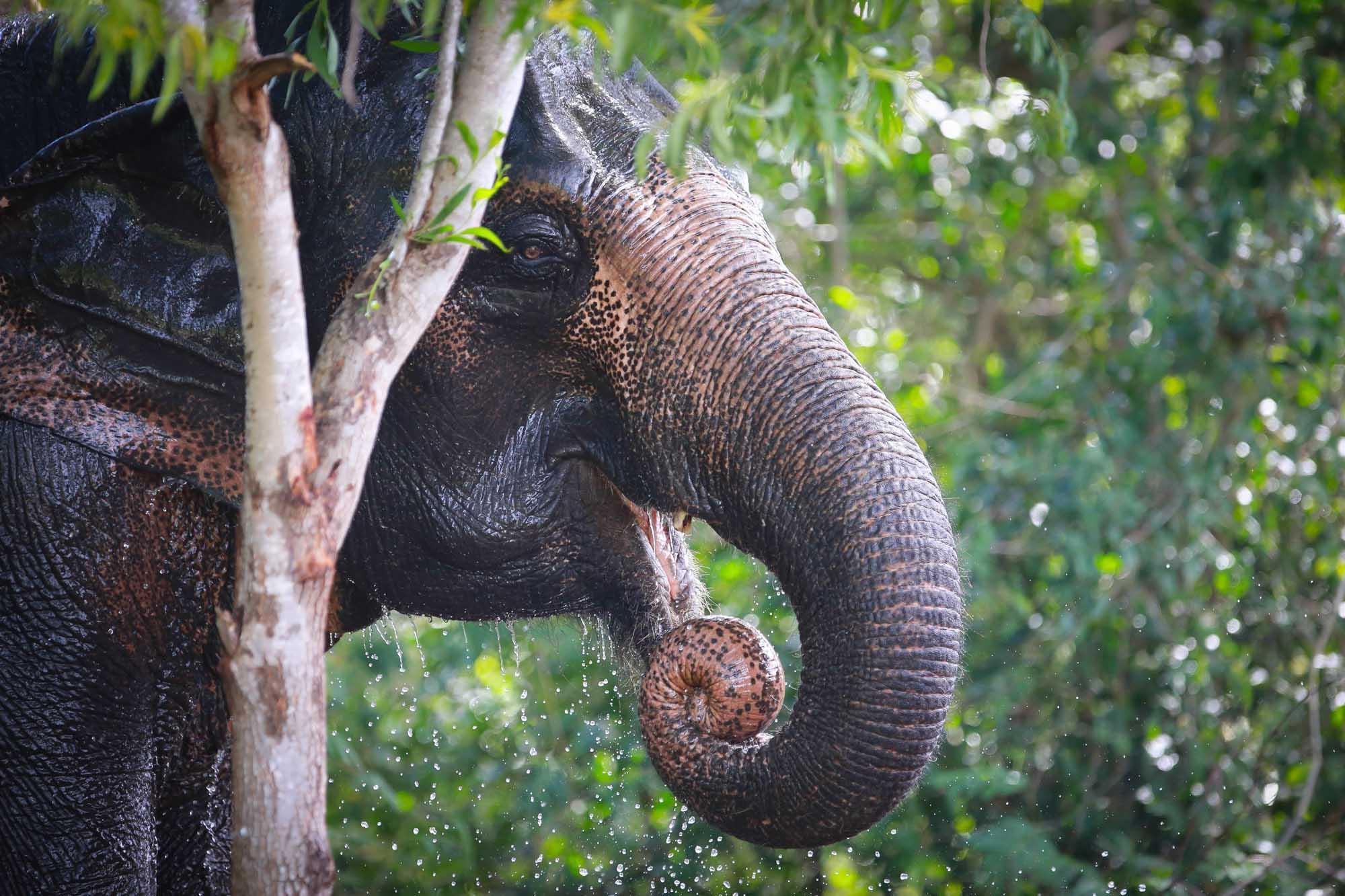 Elephant Crossing a Creek