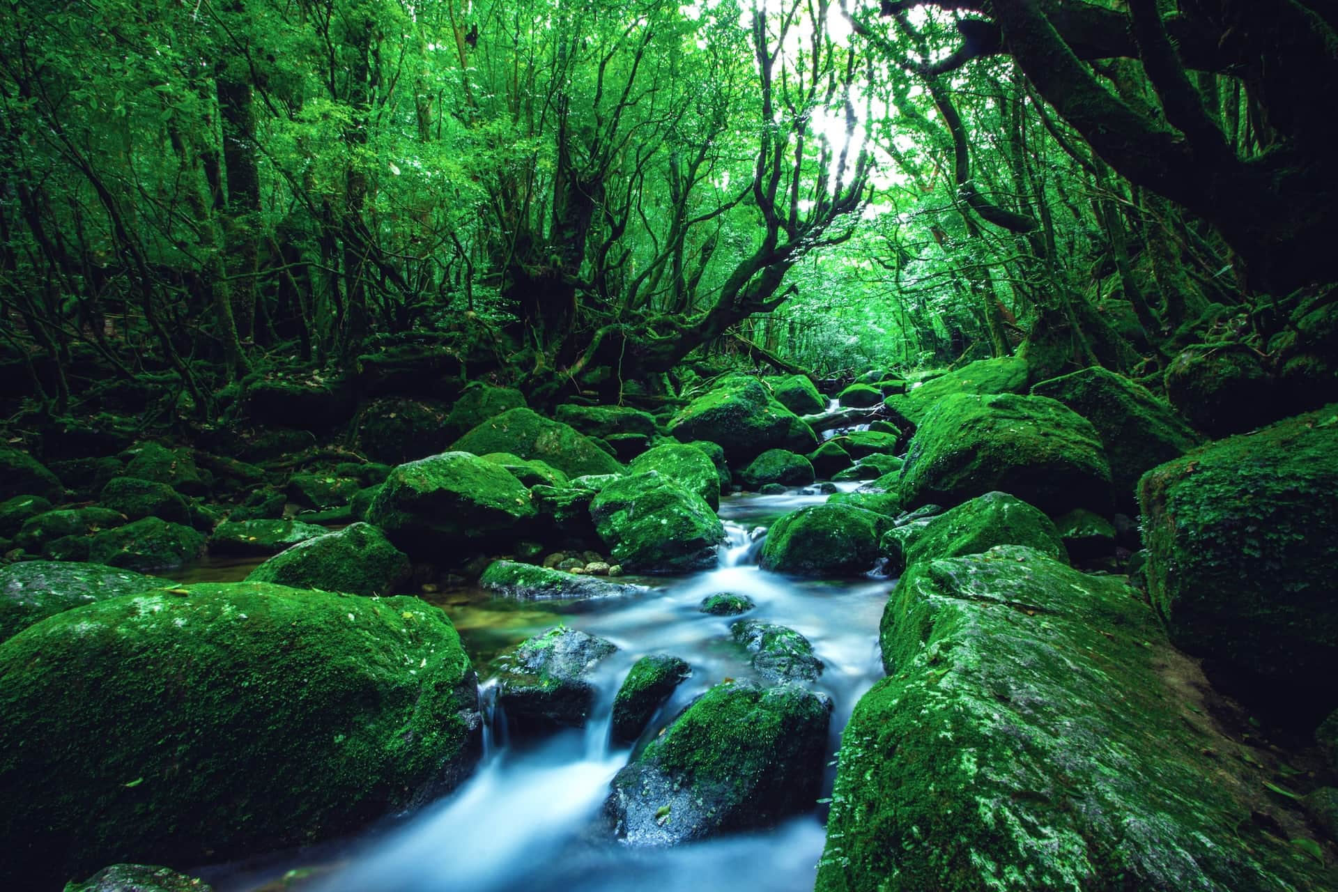 Yakushima, Japan