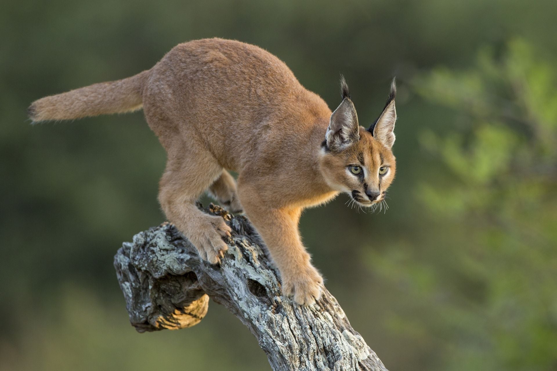 Caracal walking down tree in afternoon sun South Africa