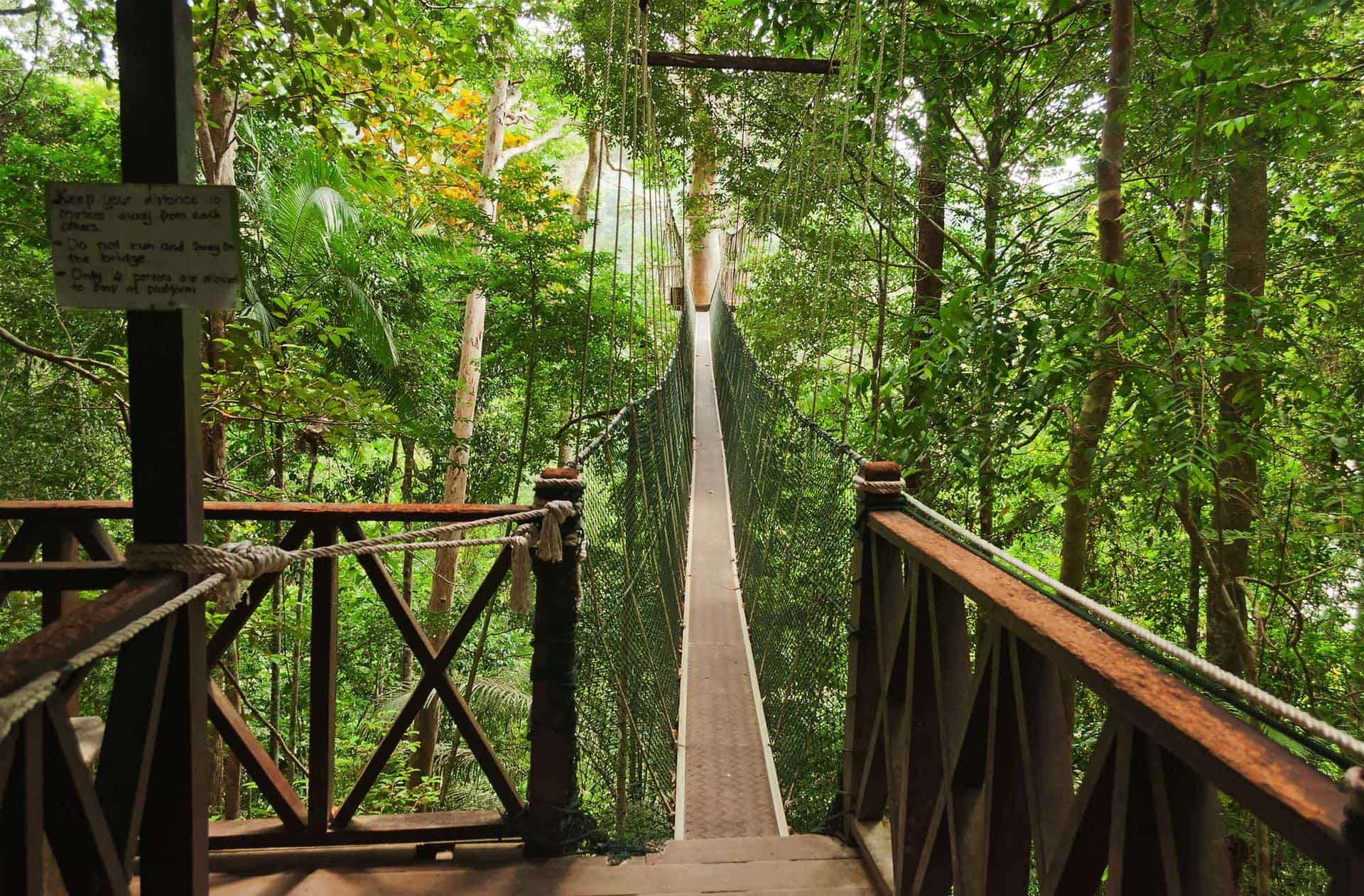 Canopy walkway. Taman Negara National Park. Malaysia