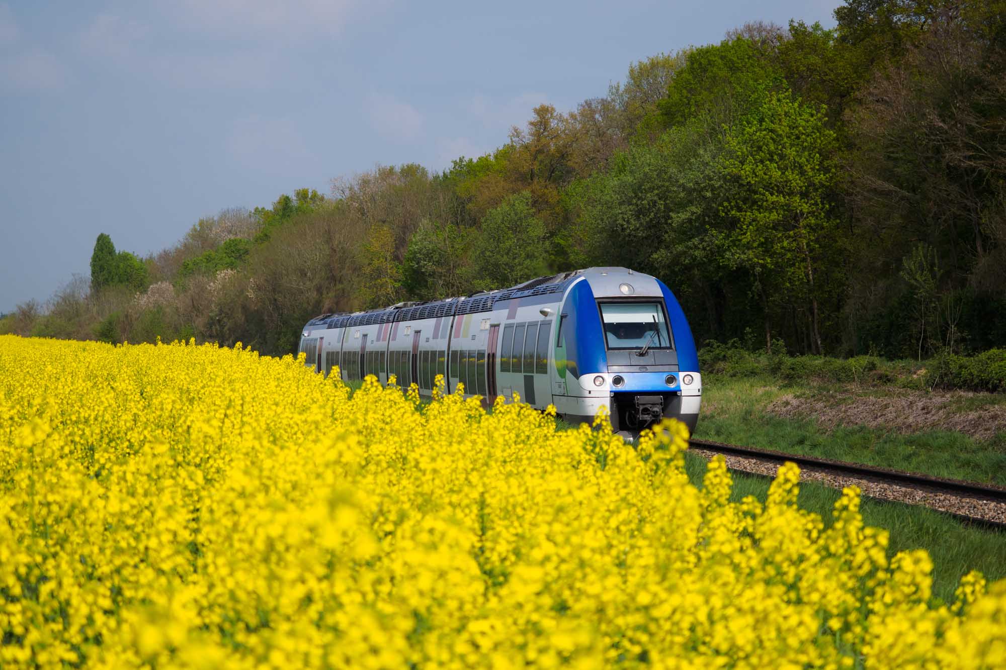 Train passing through forest