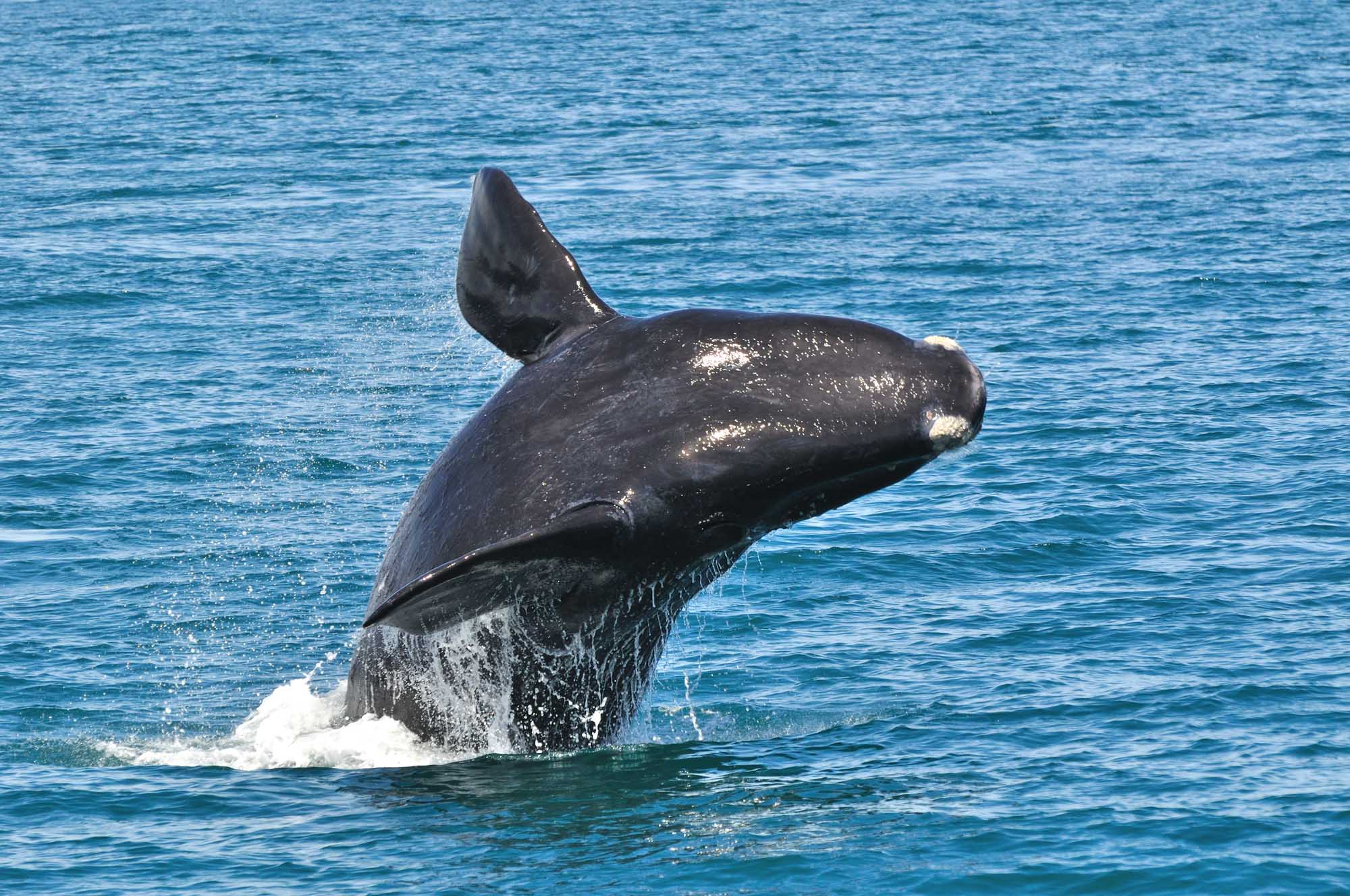 A Southern Right whale showing it's tail flukes in Walker Bay, Hermanus, South Africa.