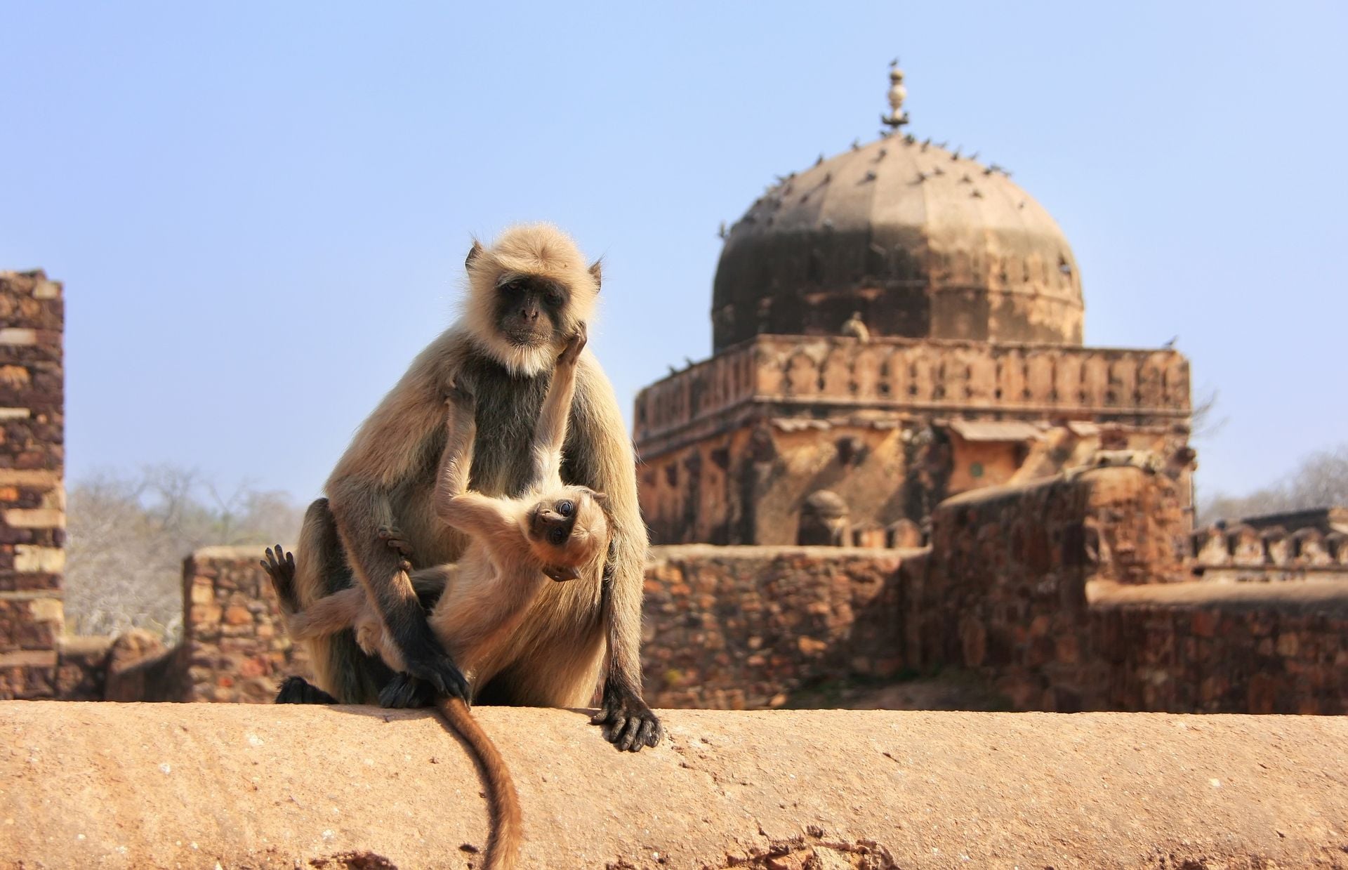 Gray langur (Semnopithecus dussumieri) with a baby sitting at Ranthambore Fort, Rajasthan, India