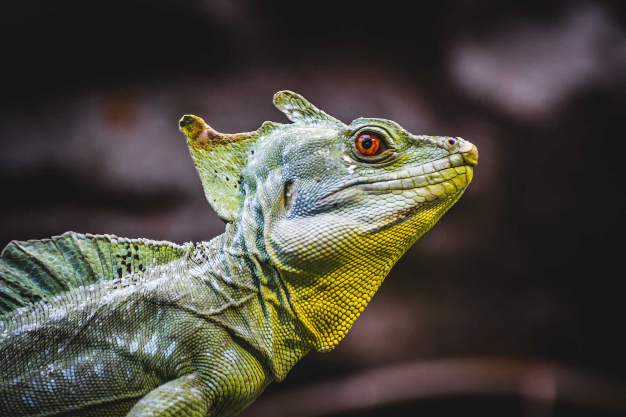 scaly lizard skin resting in the sun