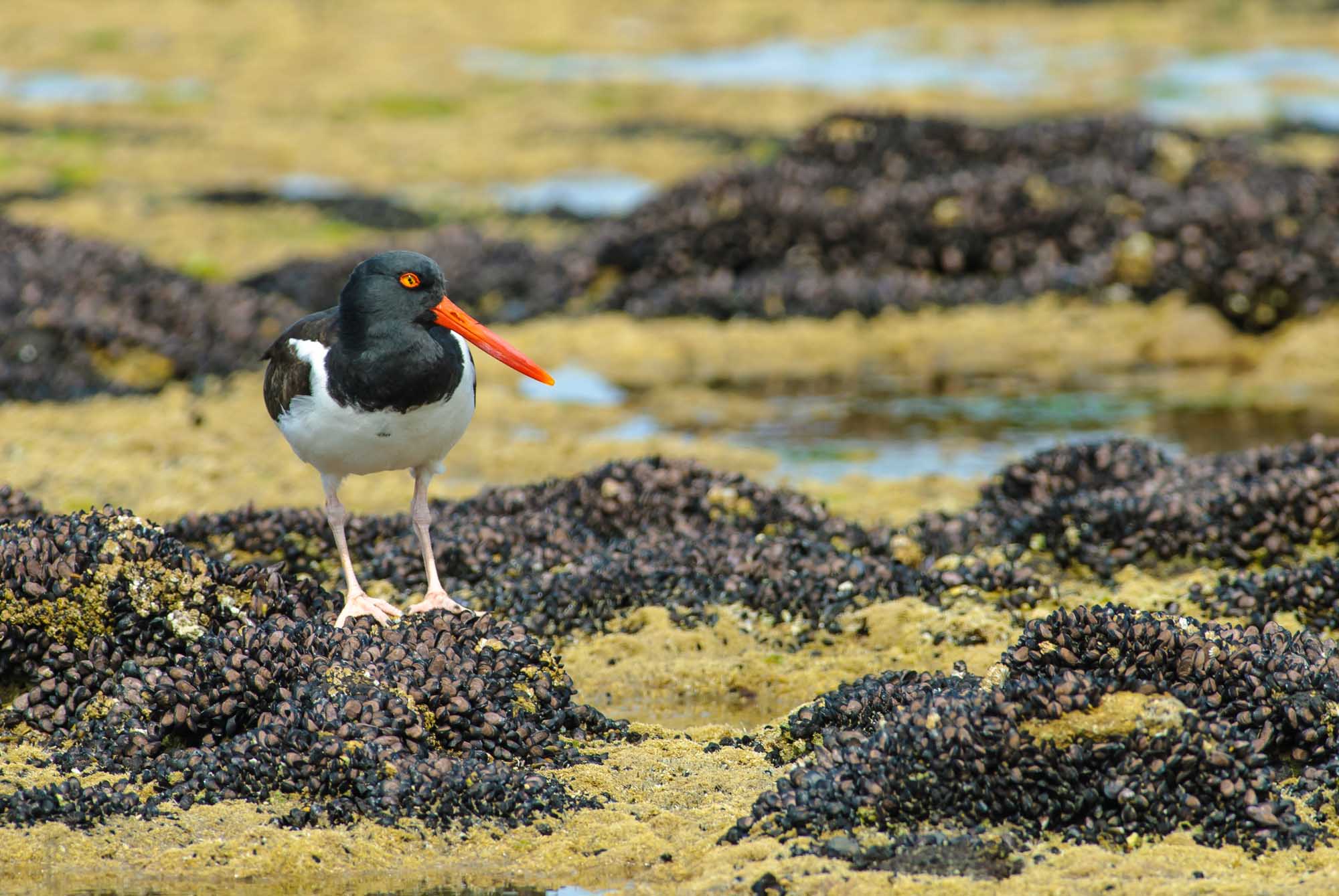 American oystercatcher, Peninsula Valdes