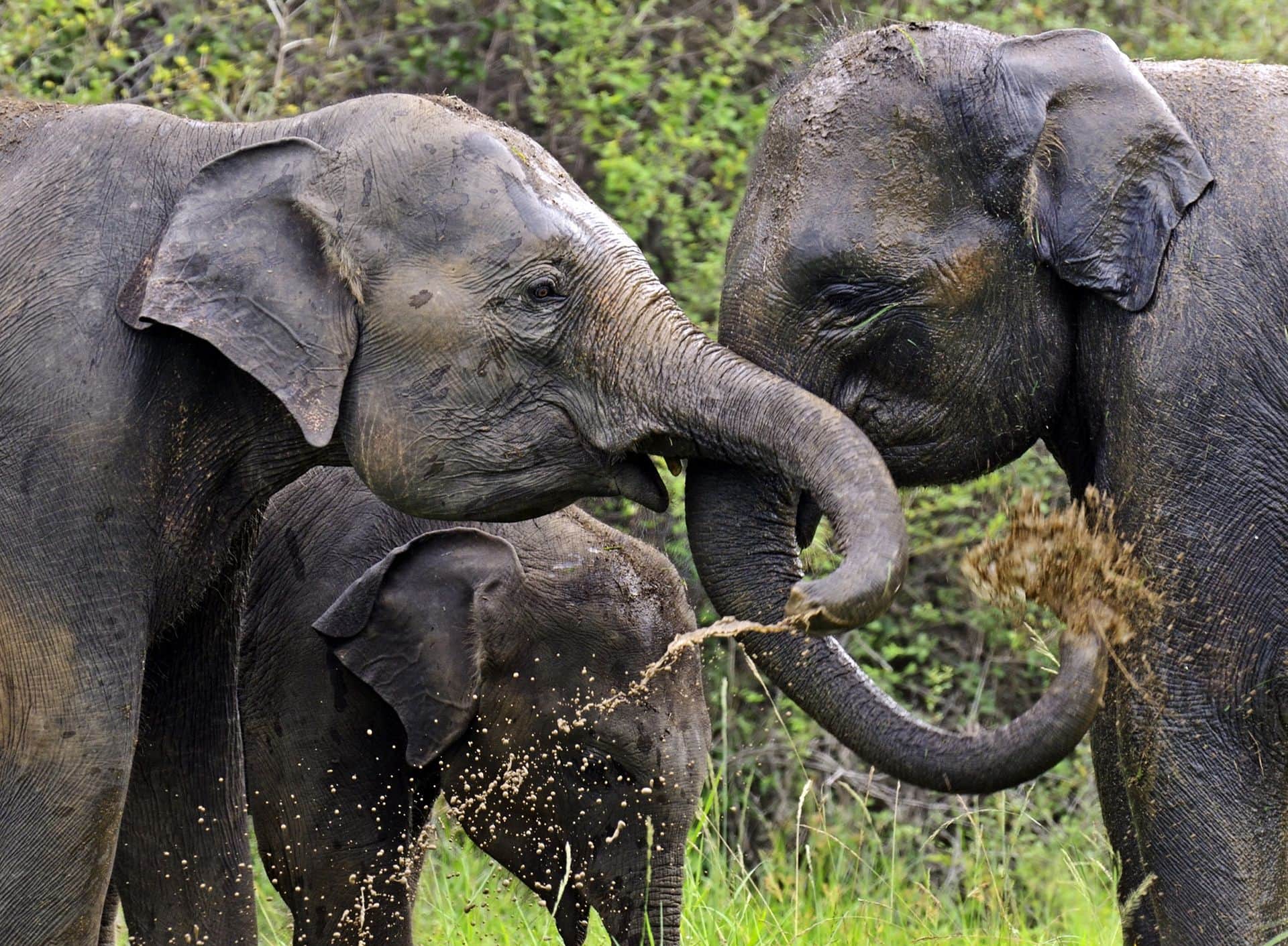 Elephant in the wild on the island of Sri Lanka