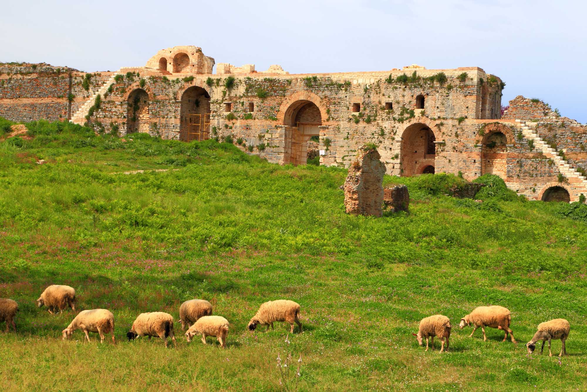 Sheep herd on a green meadow near the walls and gates of ancient Roman town of Nicopolis, Greece