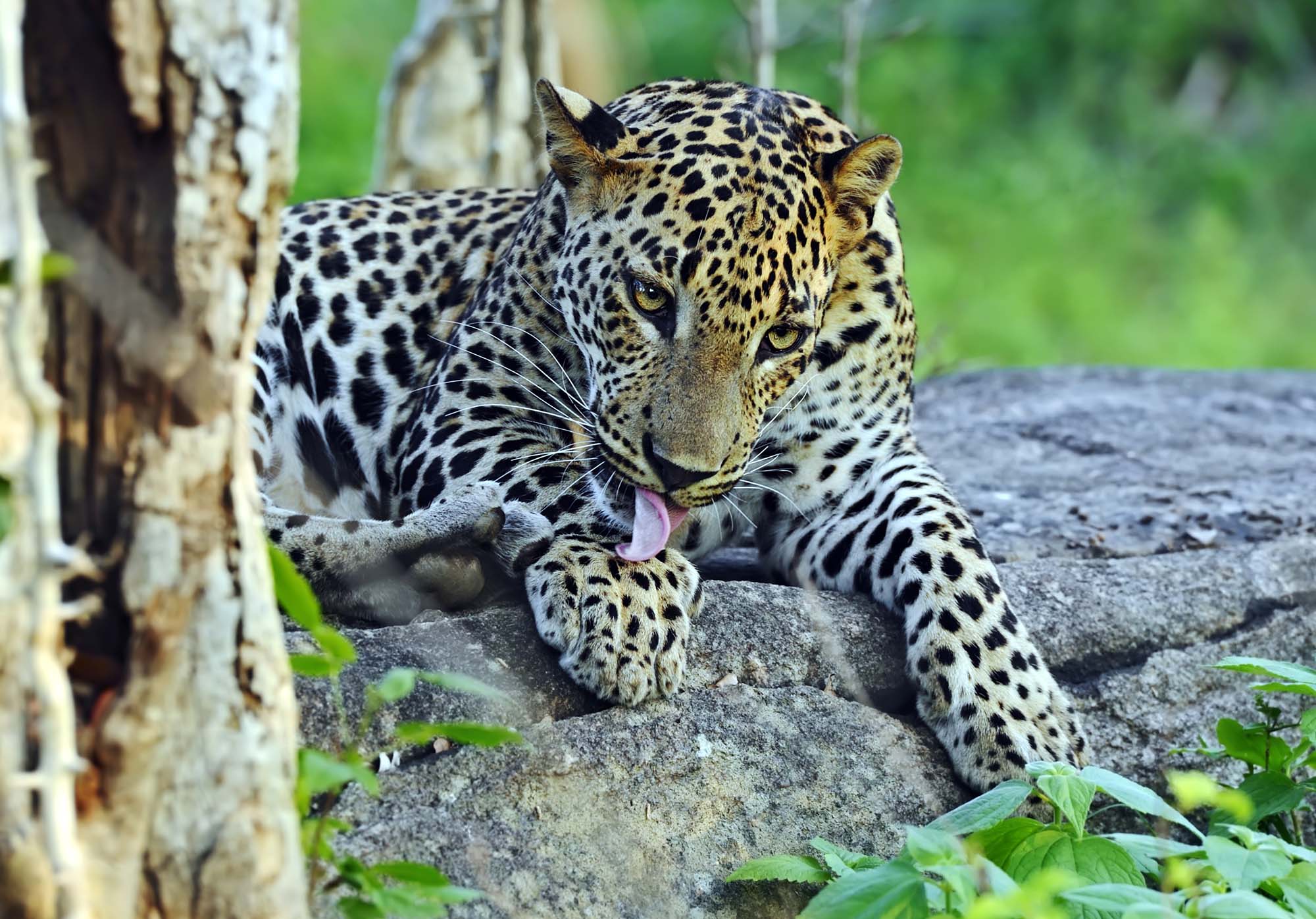 Leopard in the wild on the island of Sri Lanka