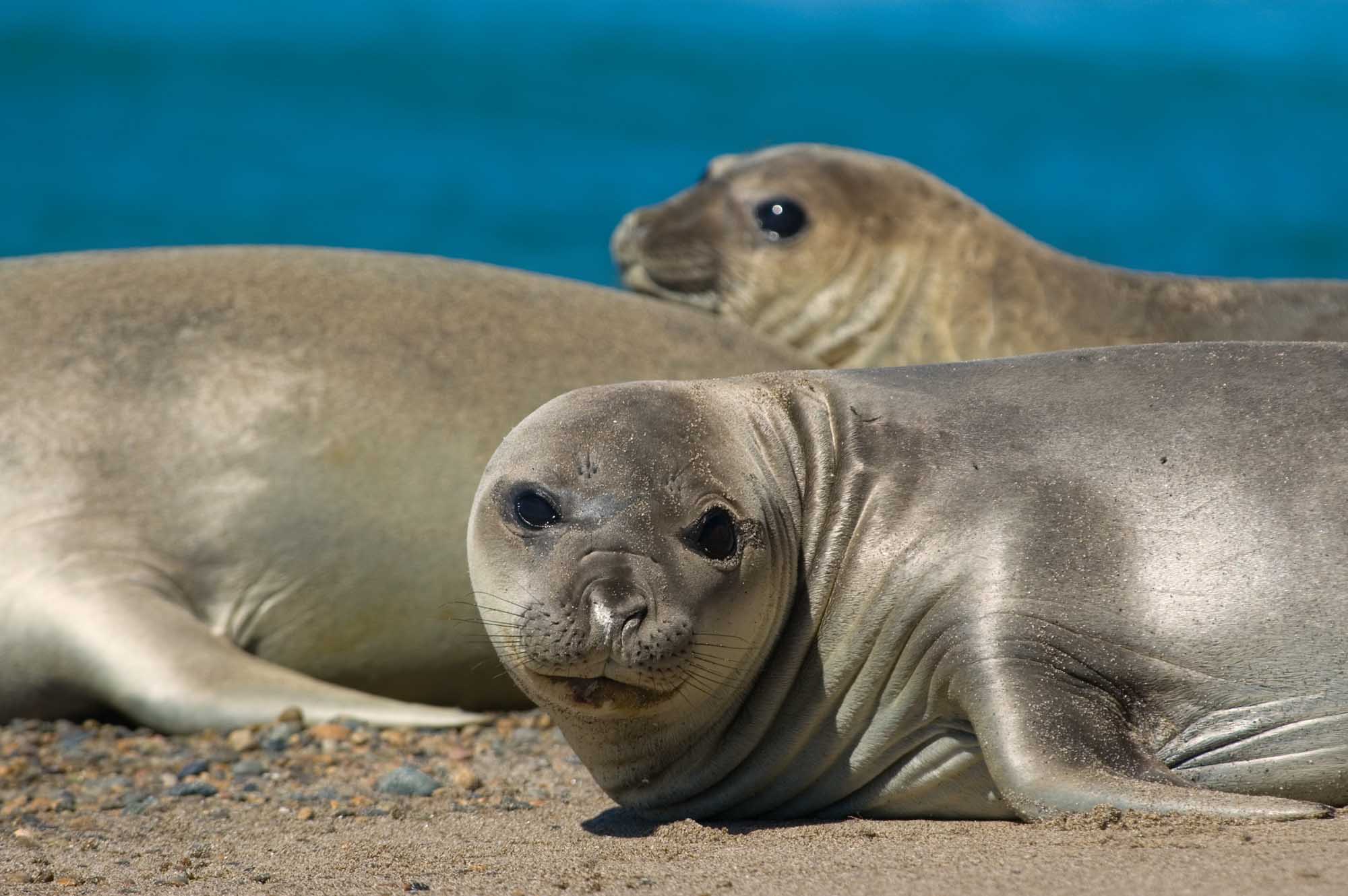 Elephant seal in the coast of Peninsula Valdes, Patagonia, Argentina.