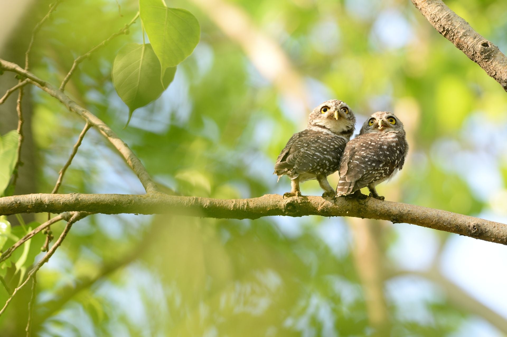 Couple spotted owl.