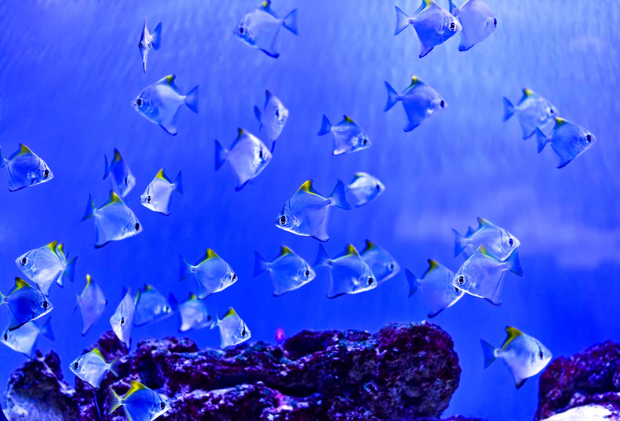 The marine life of the Indian Ocean