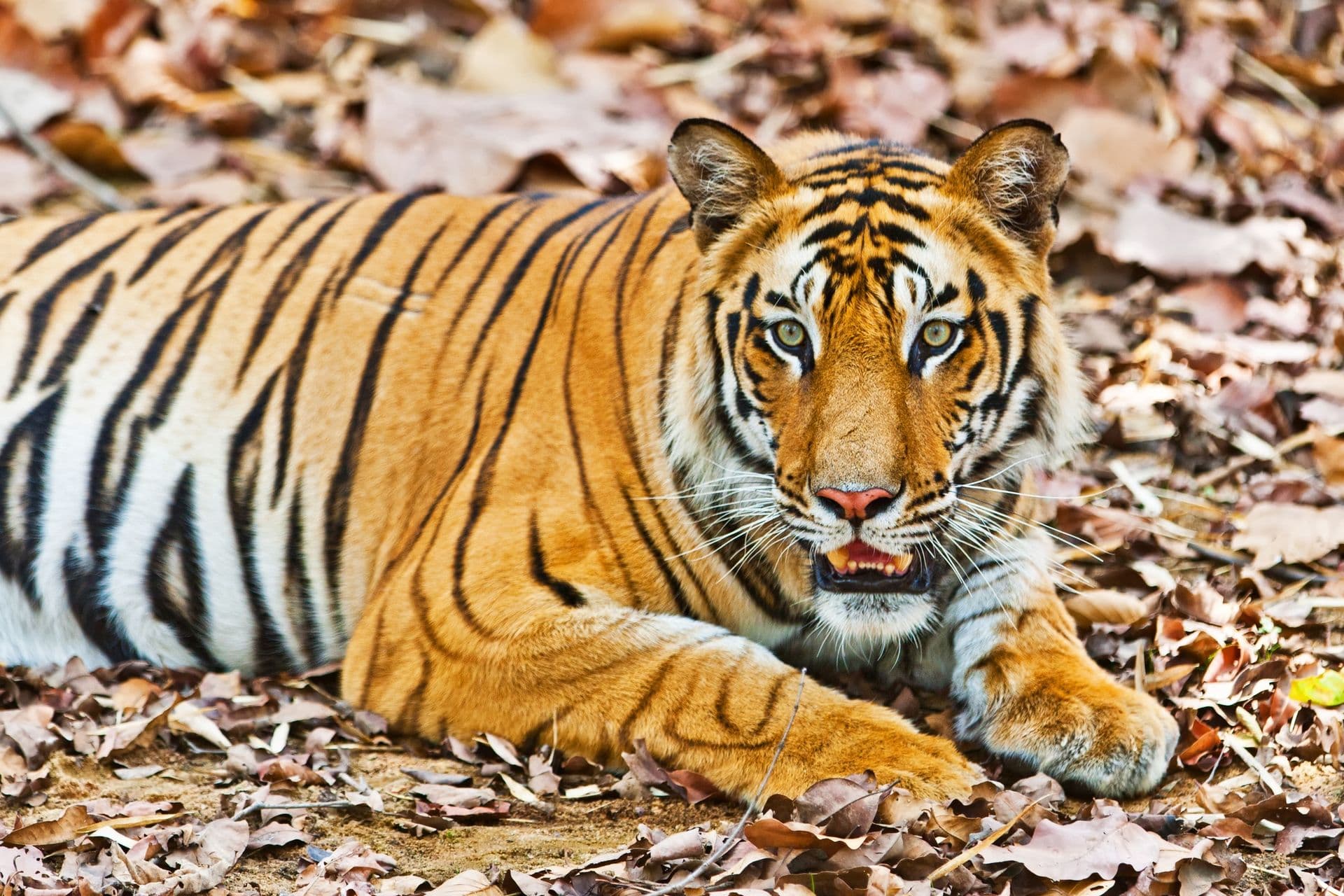 Large male Bengal tiger in Bandhavgarh National Park, India