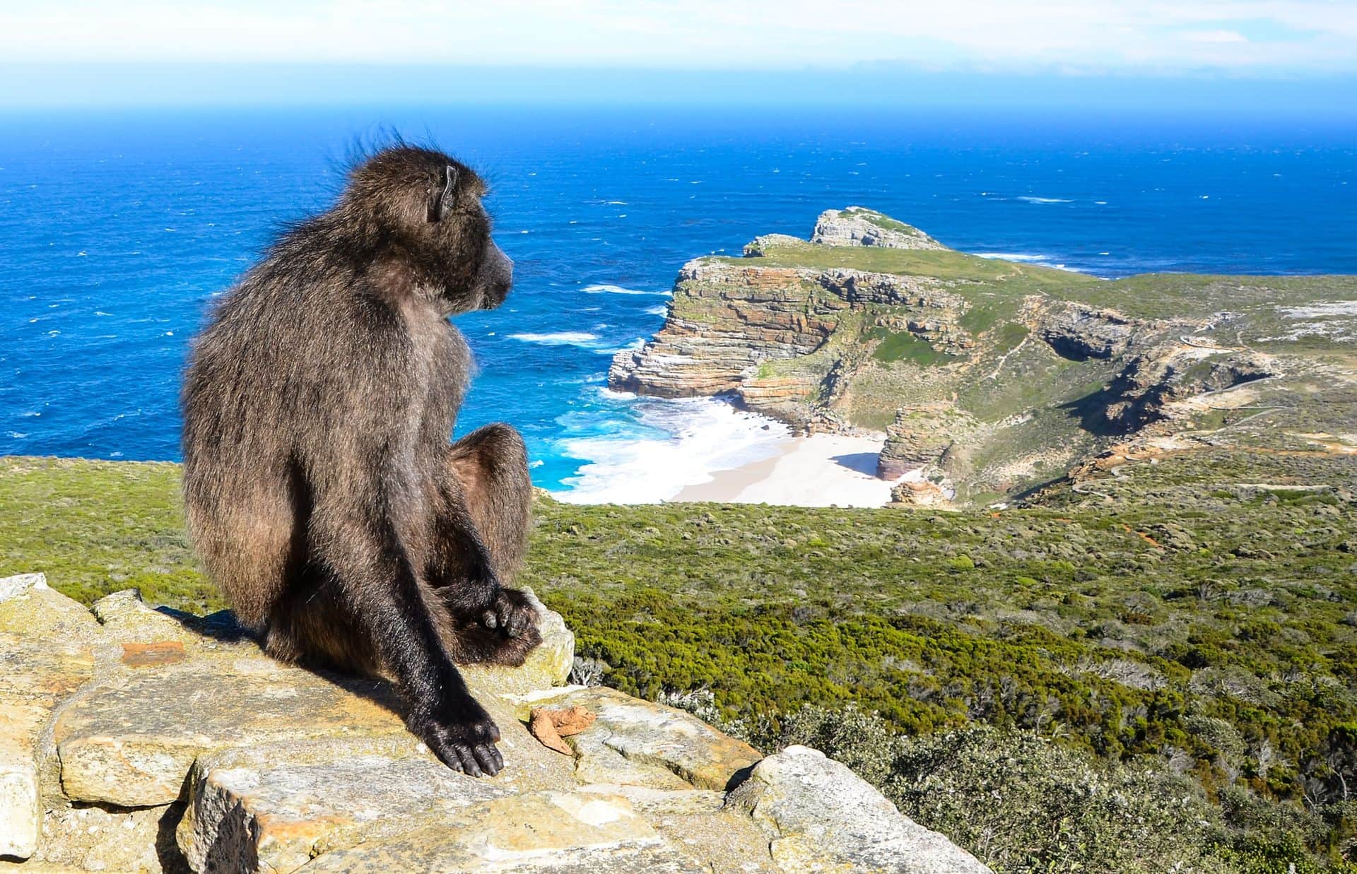 Baboon waiting