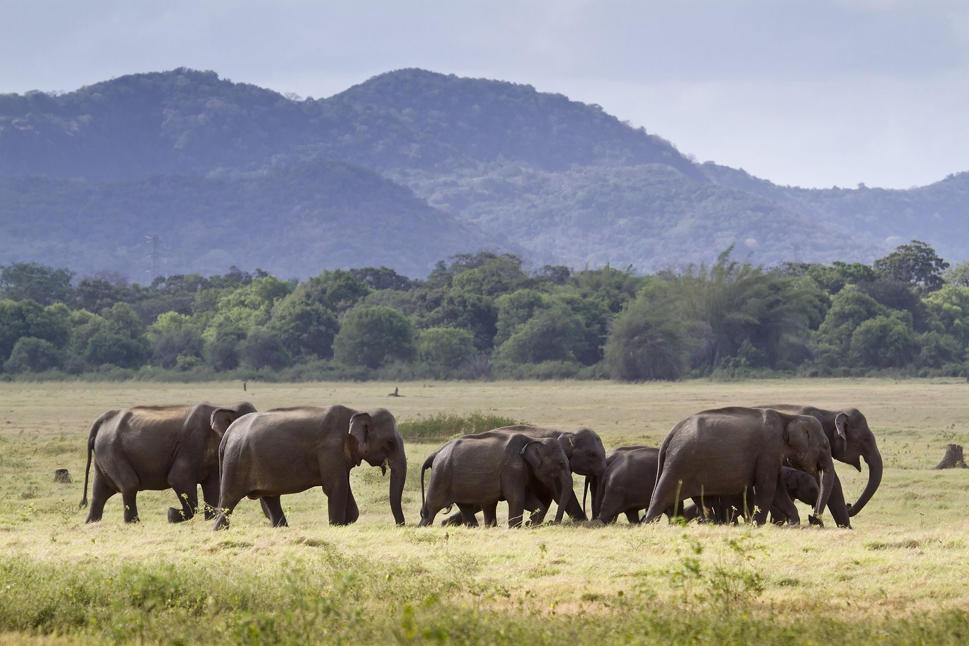 Herd of Sri lankan elephant in Minneriya