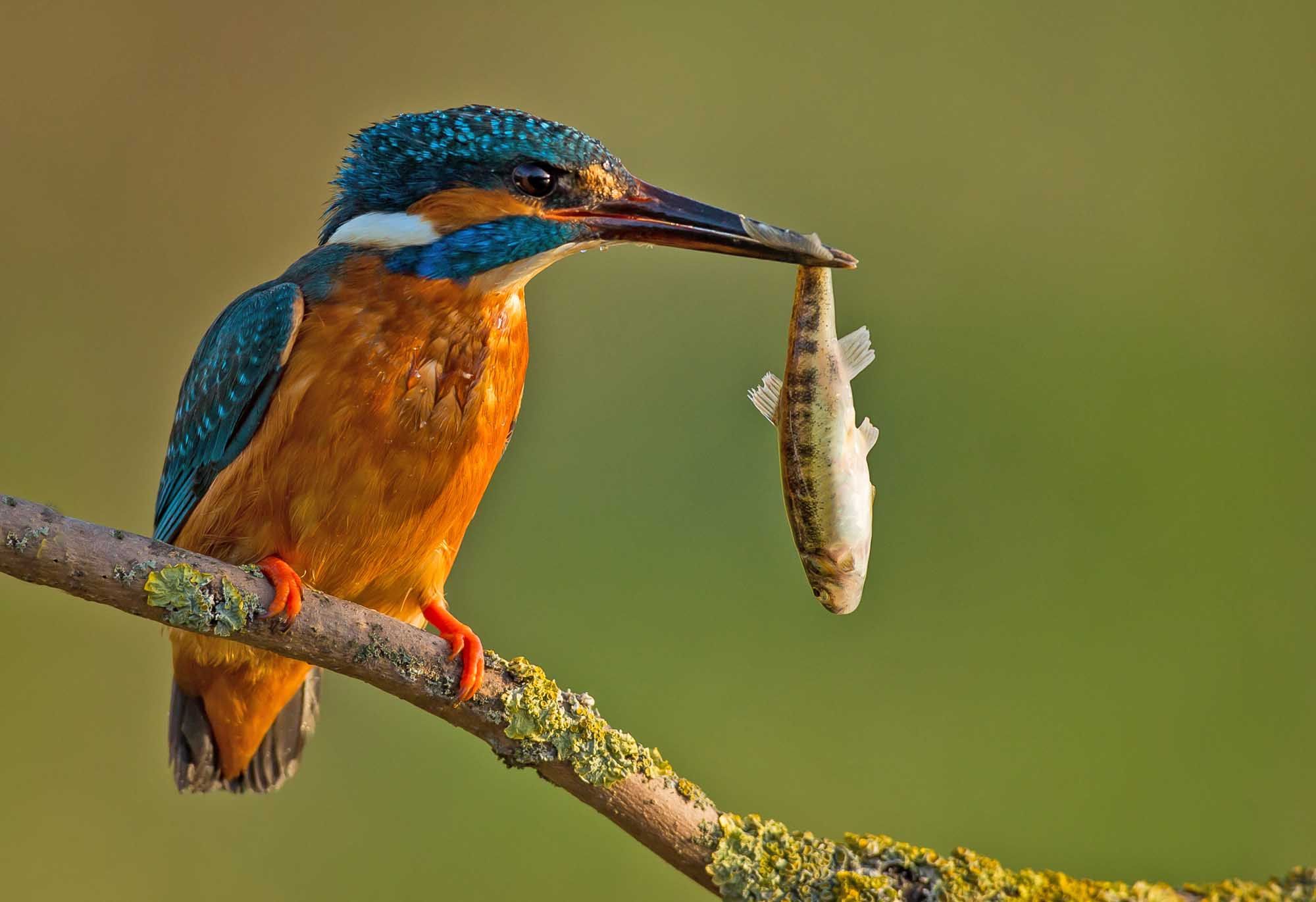 Kingfisher with hanging fish