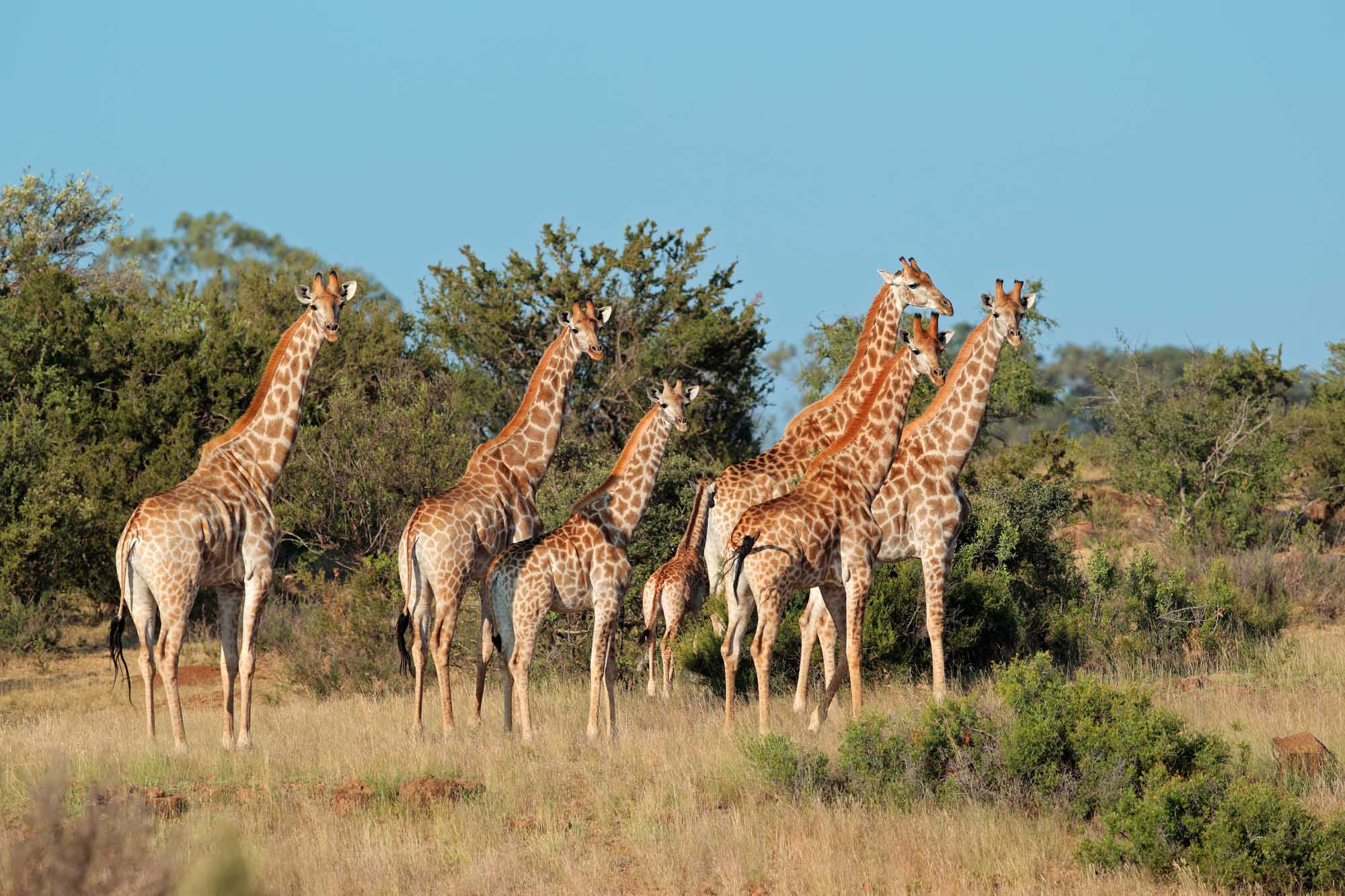 Small herd of giraffes (Giraffa camelopardalis) in natural habitat, South Africa