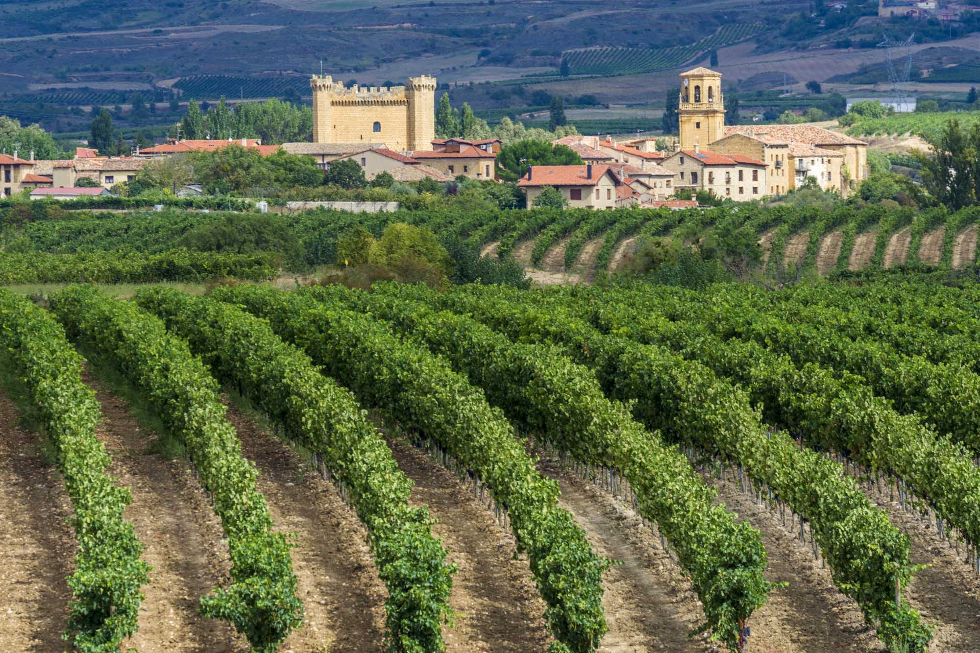Vineyard, Sajazarra as background, La Rioja (Spain)