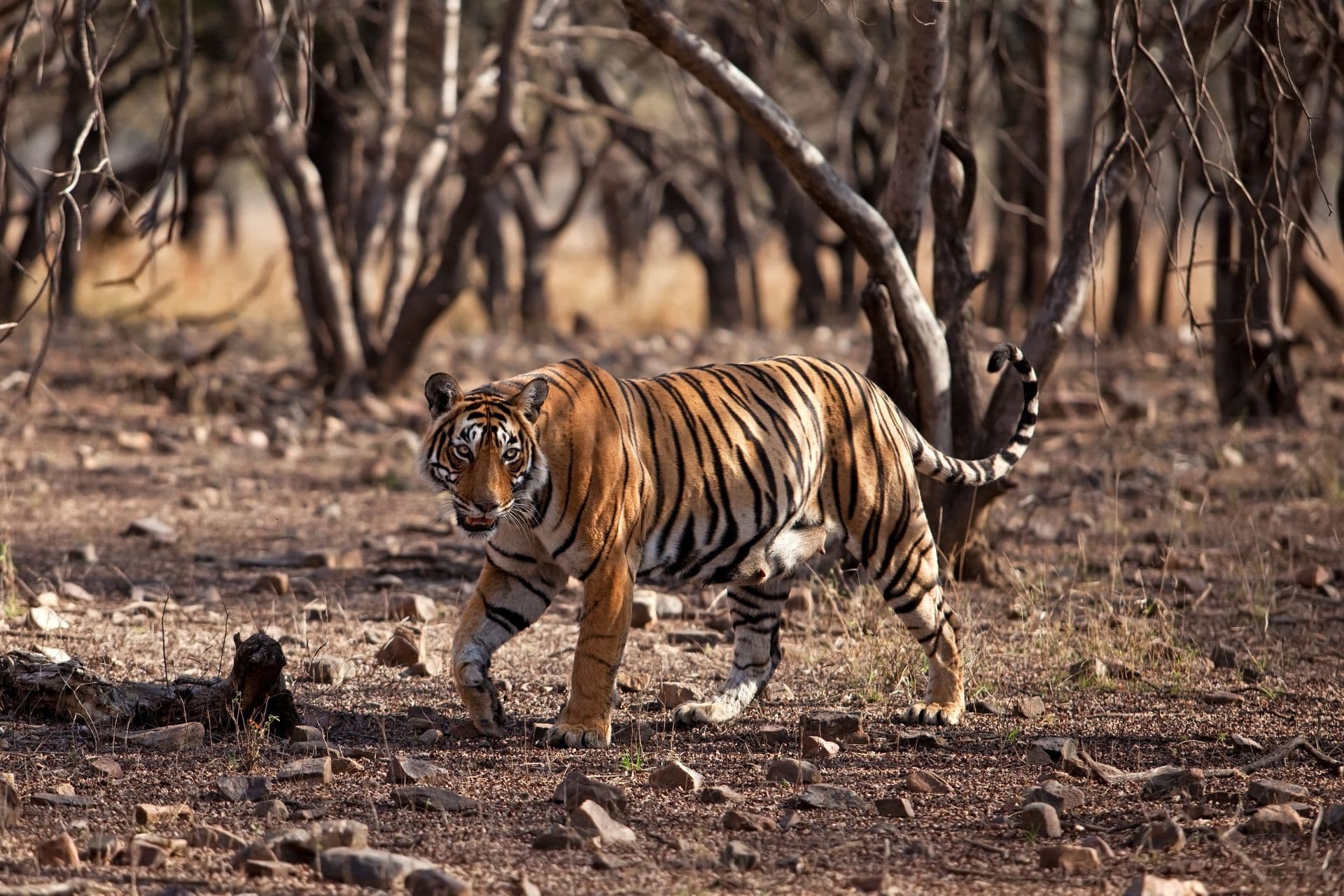 Bengal tiger, Panthera tigris tigris, T19