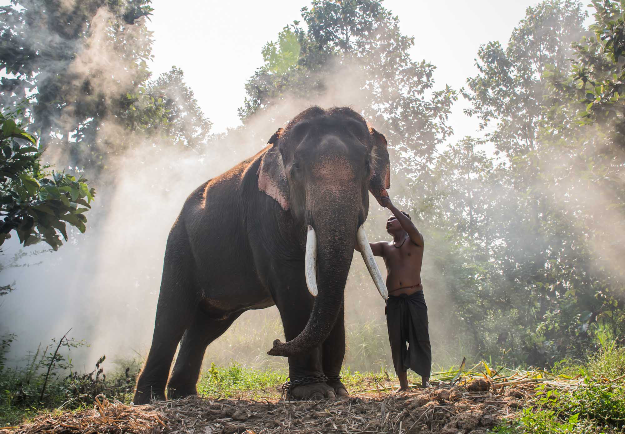 Elephant and mahout of the elephant village.