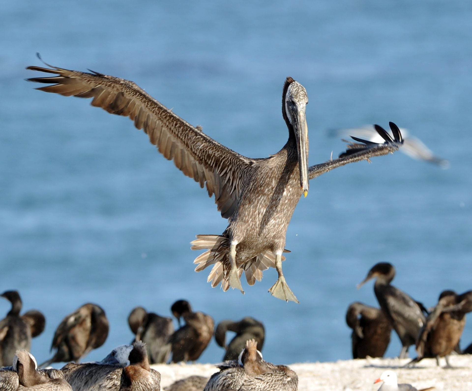 californian brown pelican landing