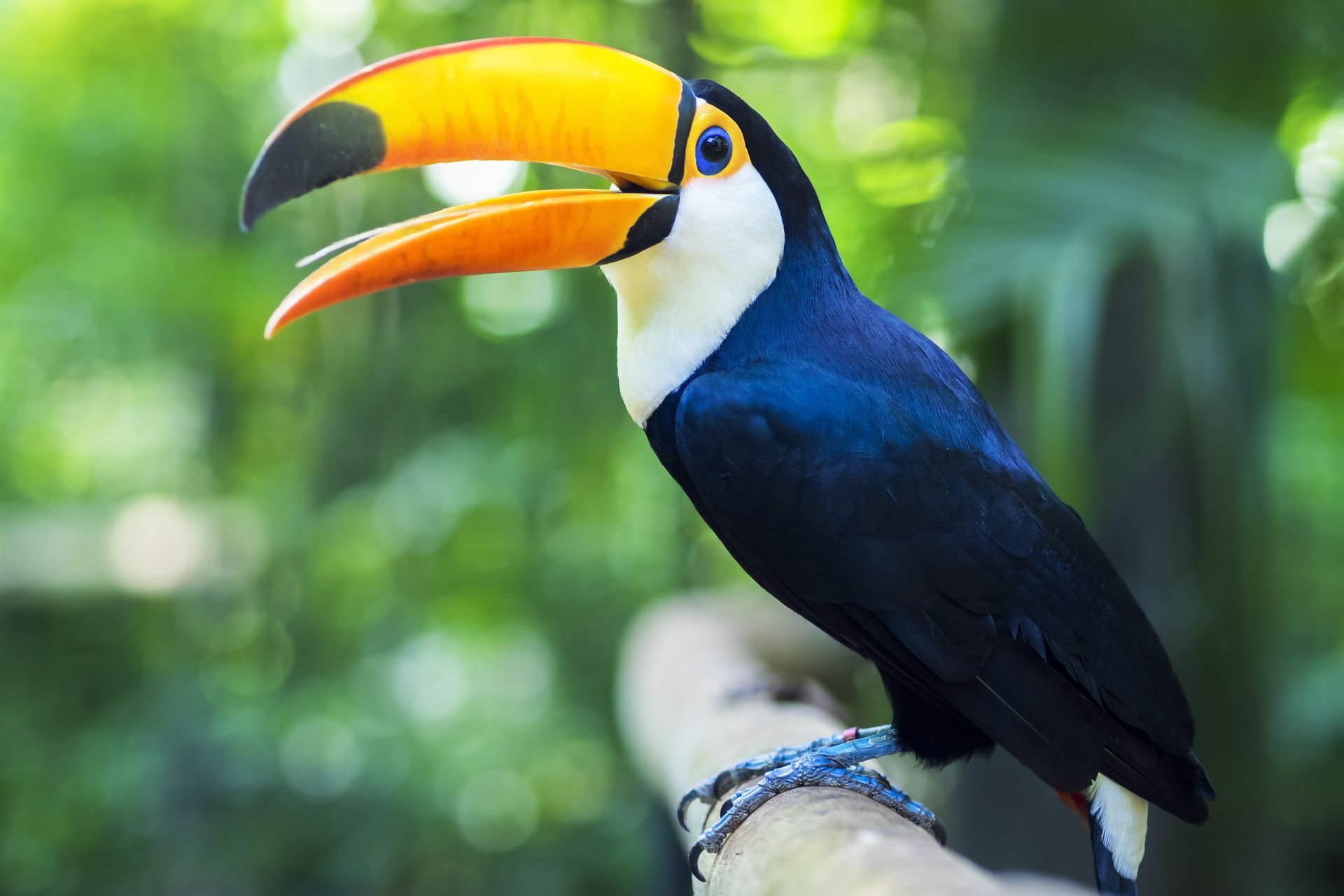 Exotic toucan bird in natural setting near Iguazu Falls in Foz do Iguacu, Brazil.