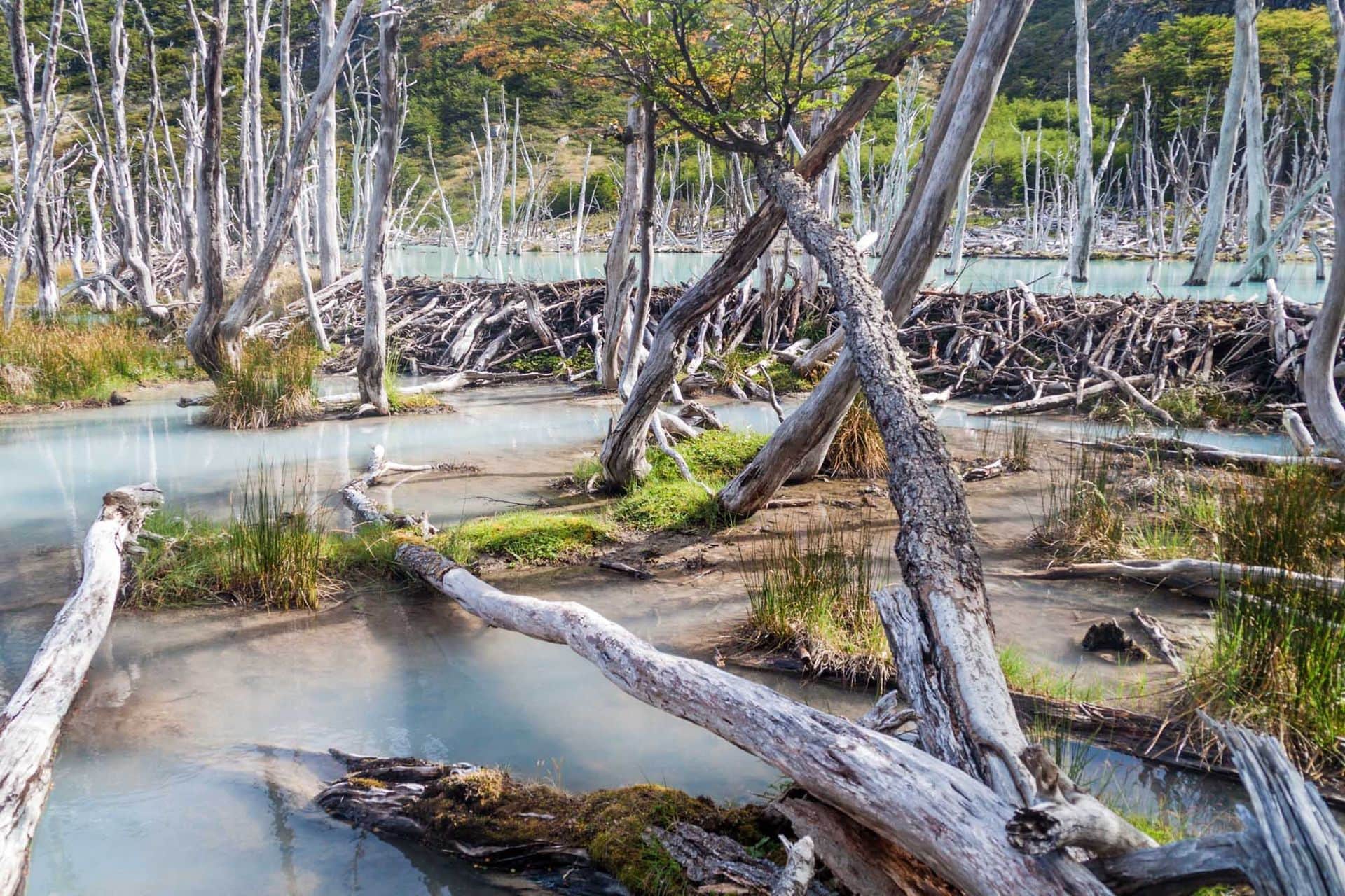 Beaver dam and lake in Tierra del Fuego, Argentina