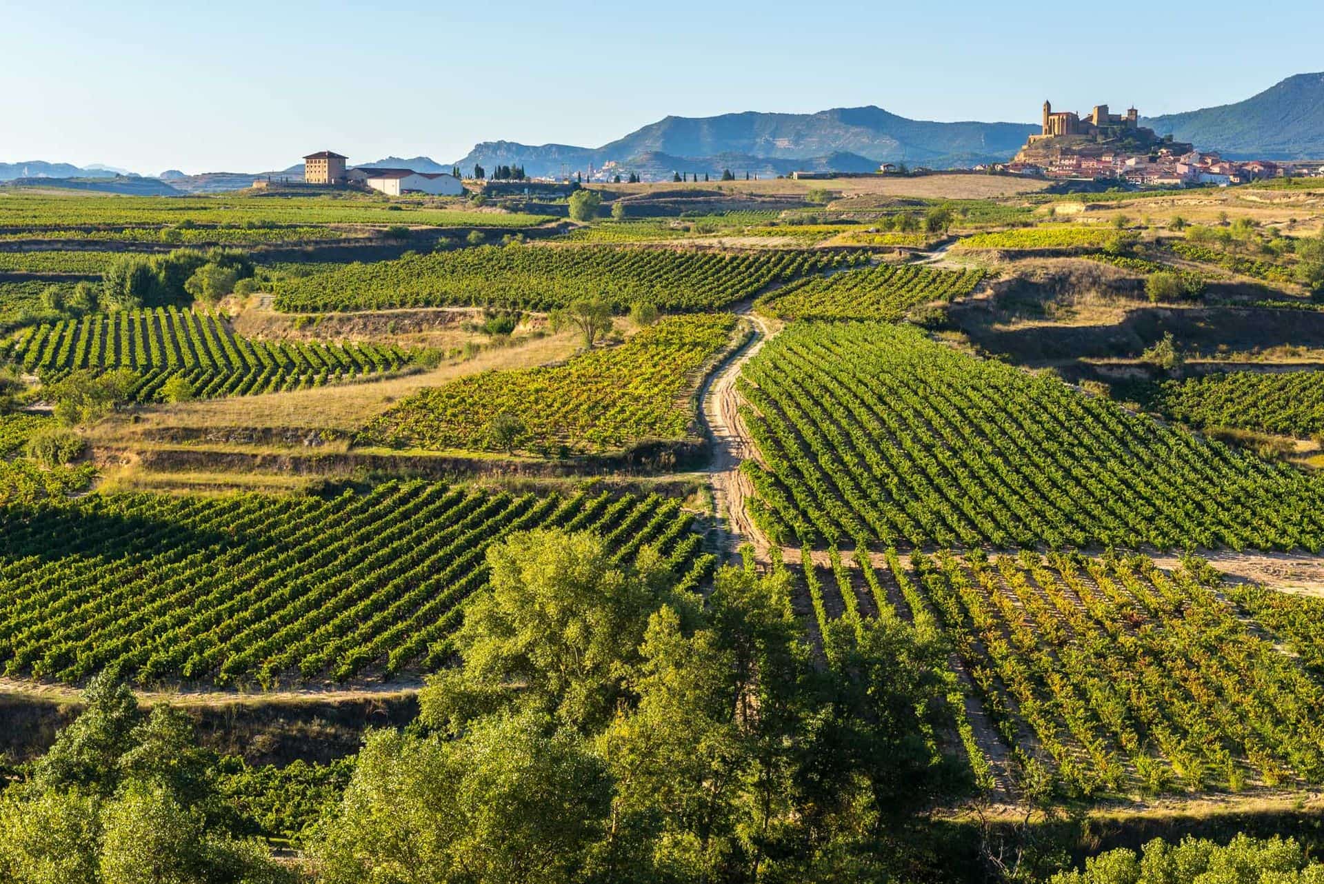 Vineyard, San Vicente de la Sonsierra as background, La Rioja (Spain)