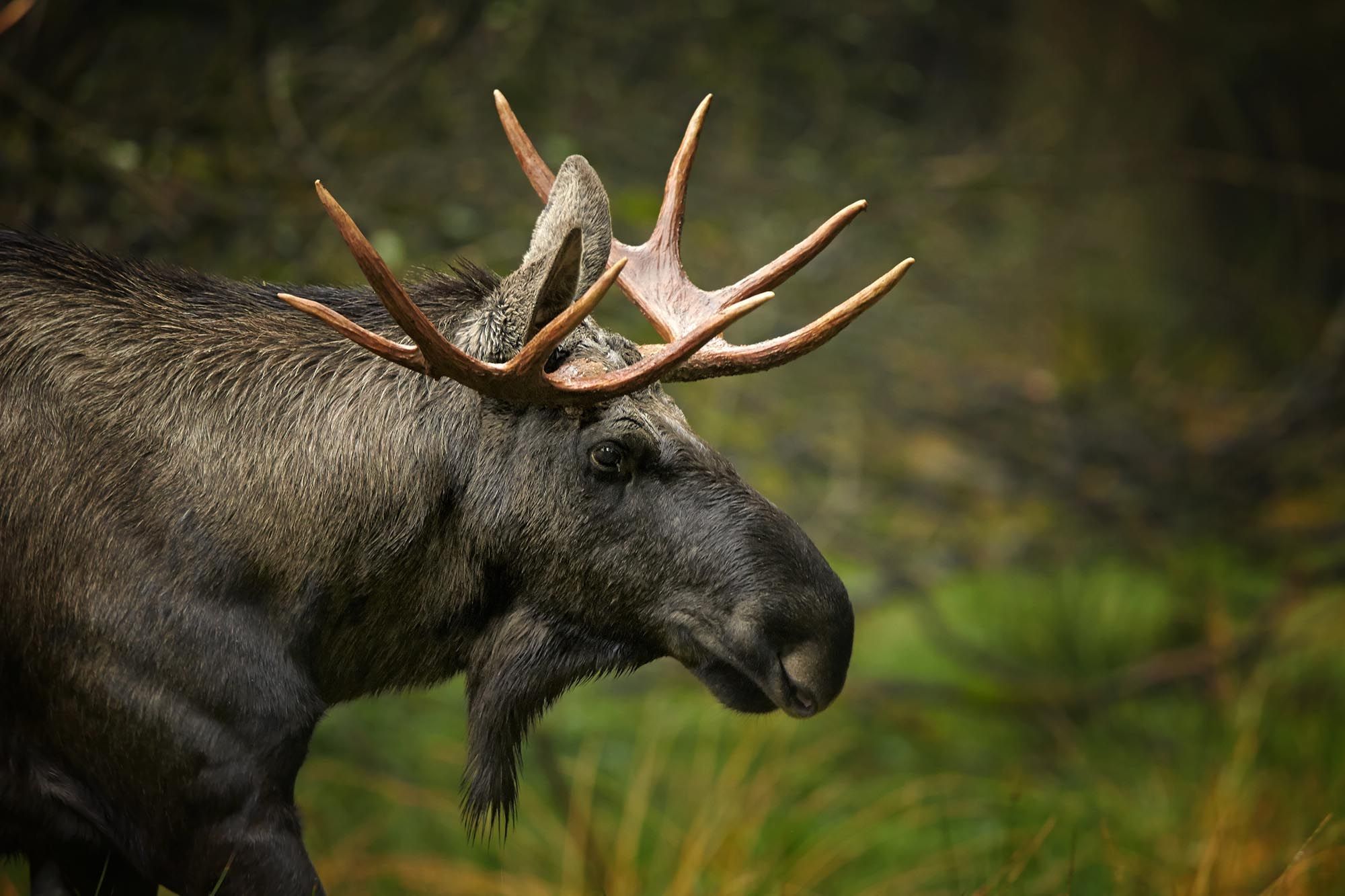 Close-up portrait of european Moose, Alces alces alces, bull (male) from side view in scandinavian forest.