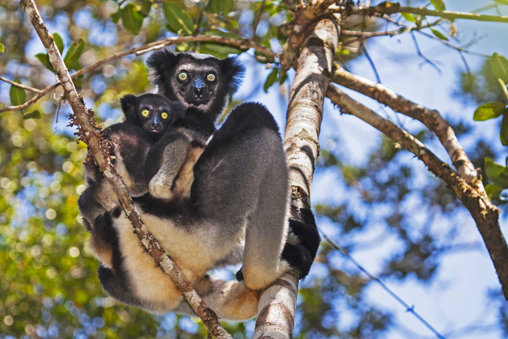 Lemur Indri with babyl lemur (Indri indri), Andasibe - Mantadia National Park