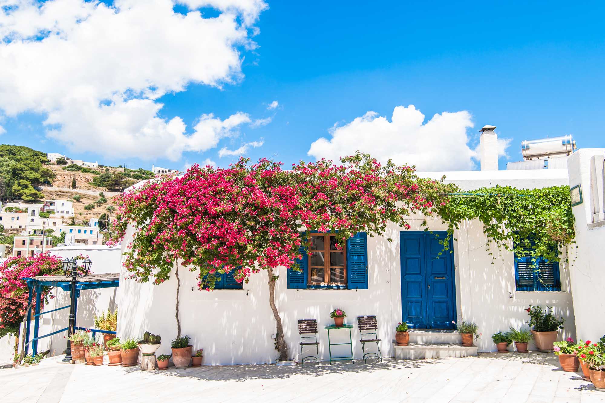 White house with beautiful flower in Lefkes, Paros, Greece