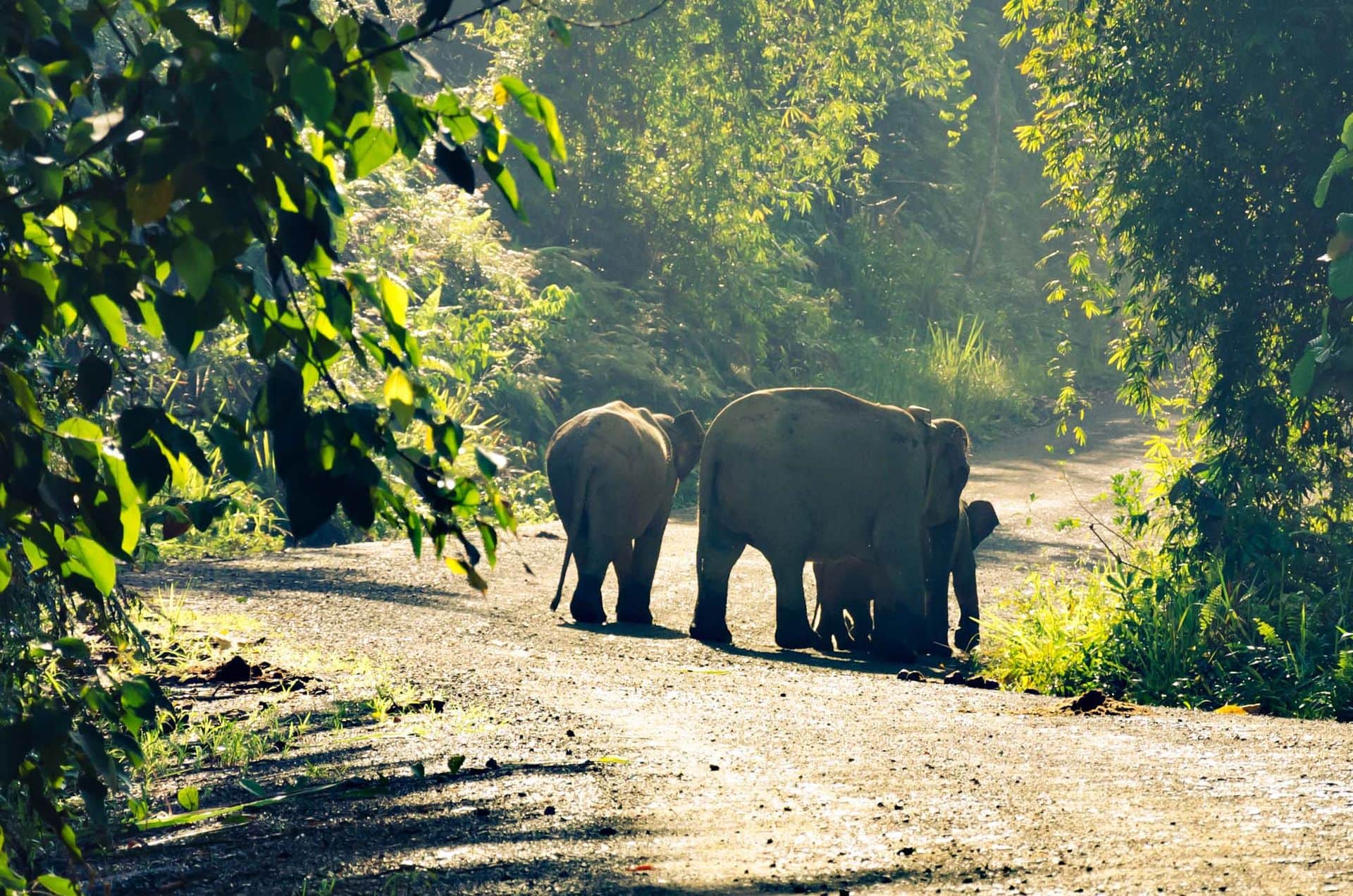 Pygmy elephants walk the entrance roads