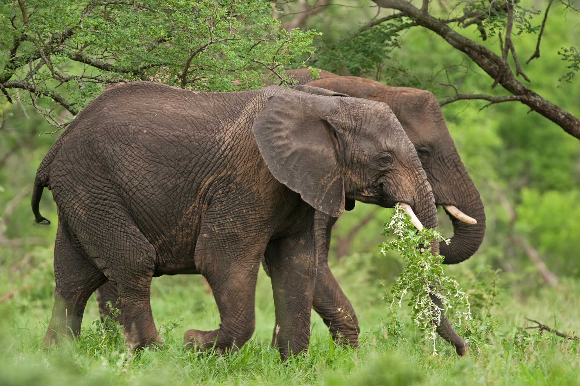 Hluhluwe - Imfolozi park, South Africa