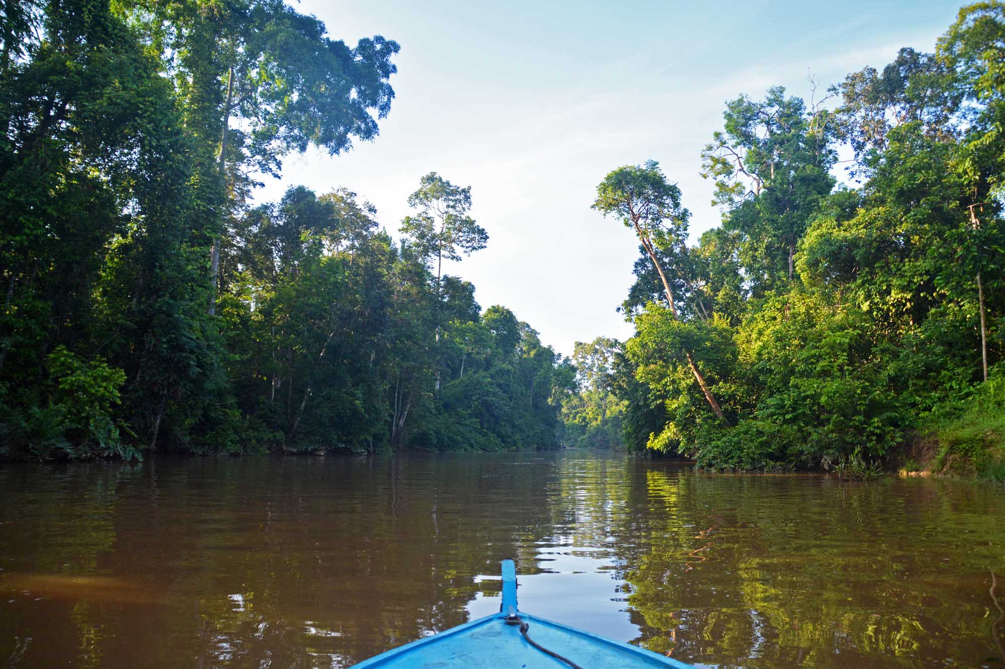 Blue boat, river and lush forest, Kinabatangan, Sabah, Borneo, Malaysia
