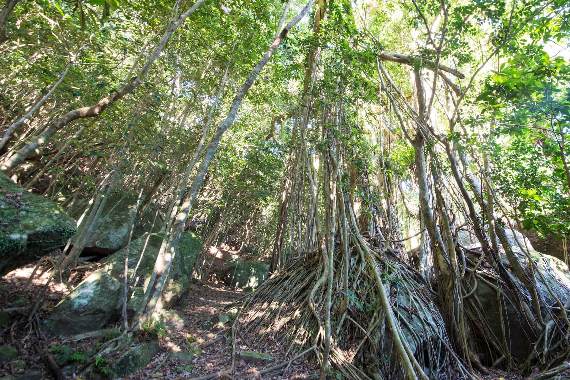 Yakushima, Japan