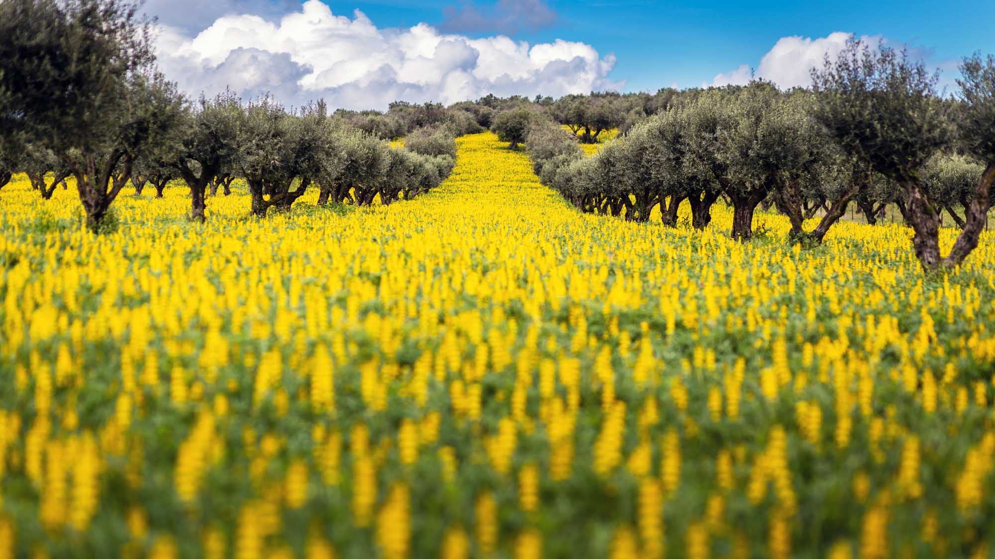 Olive Trees in a field of yellow Lupine flowers (Lupinus luteus) against cloudy sky in Alentejo, Portugal alentejofieldportugalagriculturebackgroundblossombluecampo maiorcloudscloudy skycopy spacedeltadelta coffeeflowerfreshnessgrassgreenhappinessherbsholidayidylliclandscapelupinlupin flowerlupinelupinusmeadownaturalnaturenature landscapeno peopleoakoutdoorsruralscenicscenic landscapeseasonskyspringspringtimesummertourismtranquiltraveltreevibrantviewwild flowerswildfloweryellowShow more