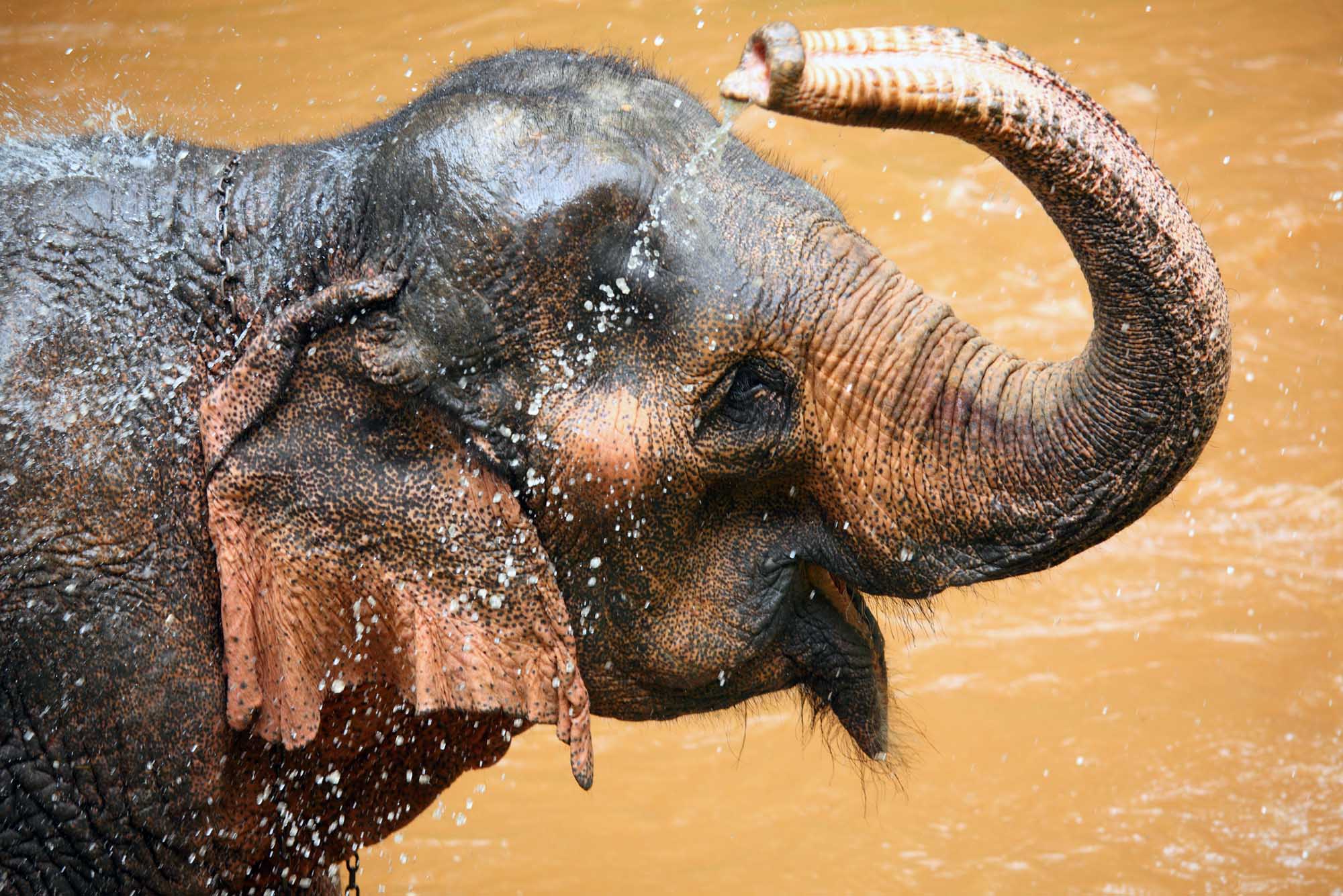 Cute Asian elephant splashing with water while taking a bath in Chiang Mai. Thailand.