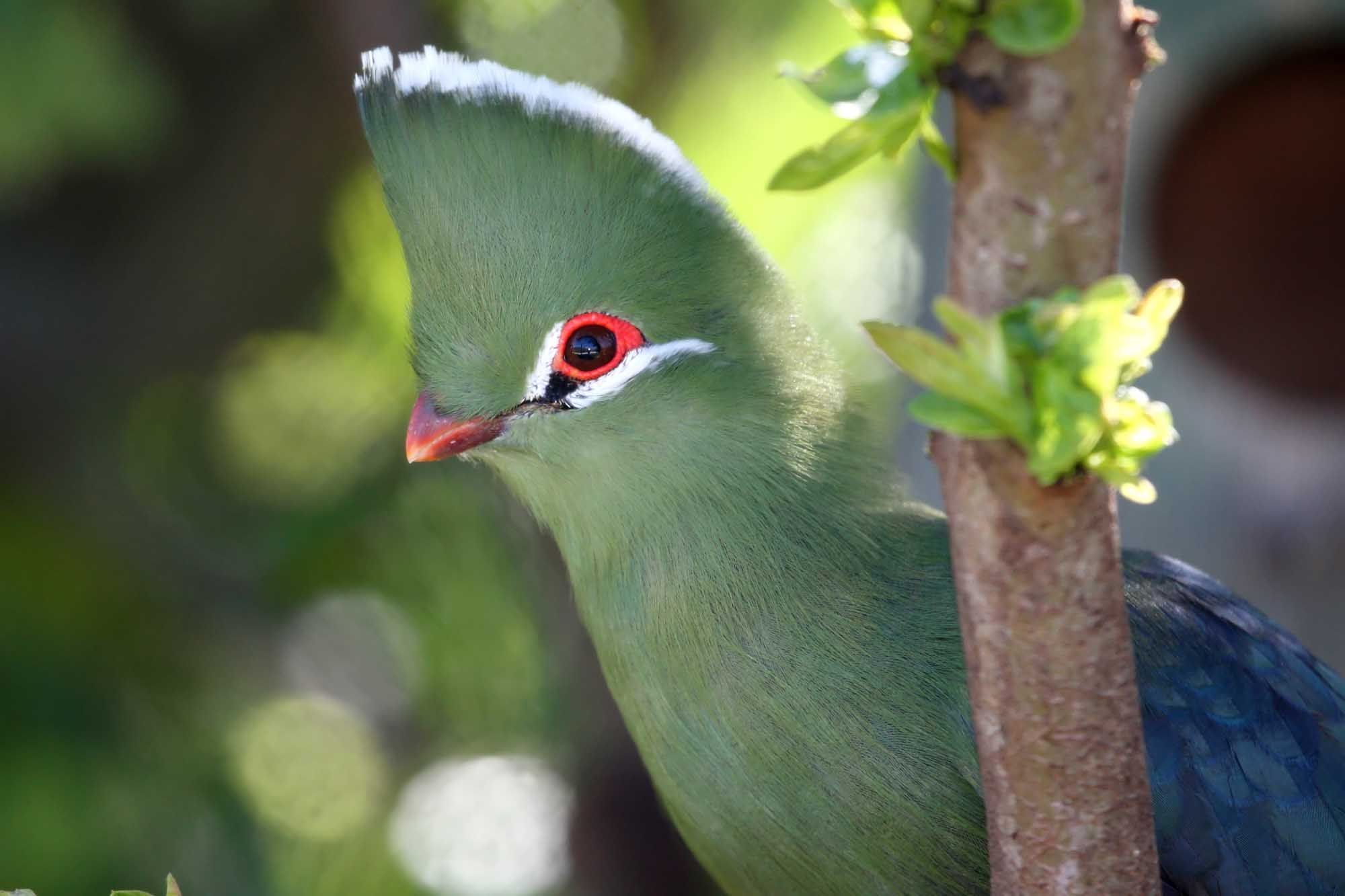 A shy Knysna Loerie bird in the dappled sunlight of the forest