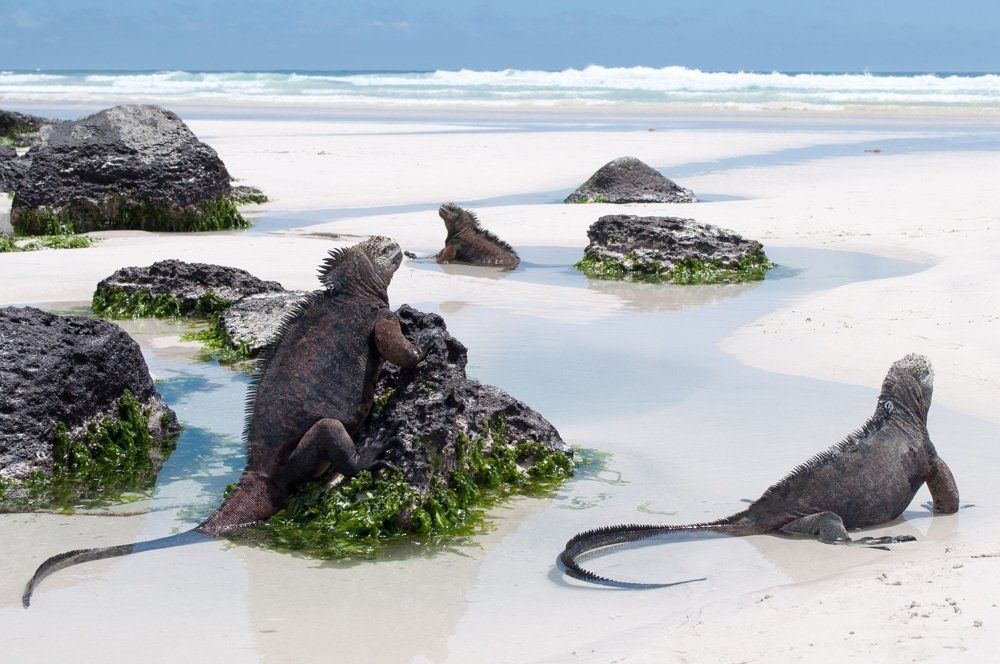 Galapagos Marine Iguanas, tortuga bay, santa cruz island © Shutterstock