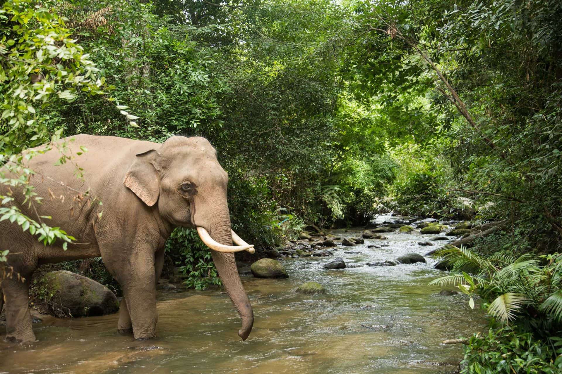Chiang Mai elephant