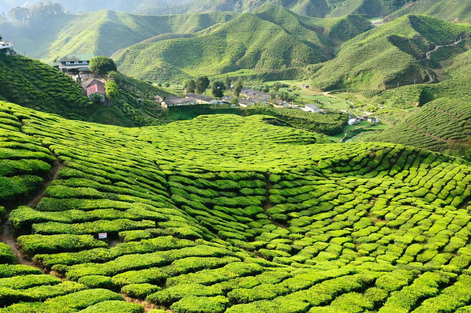 Tea Plantation in the Cameron Highlands