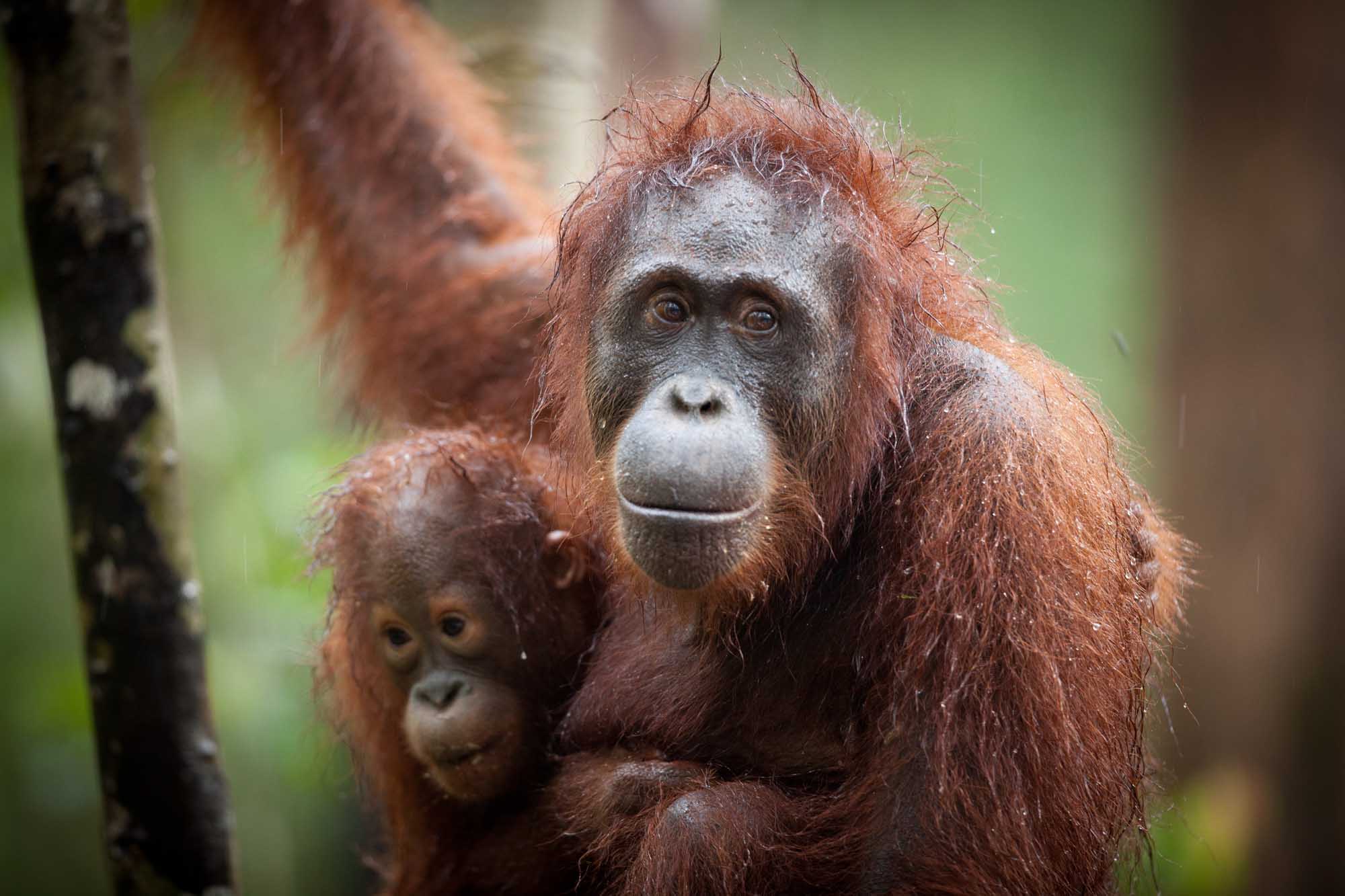 Camp Leakey Rehabilitation Center, Kalimantan