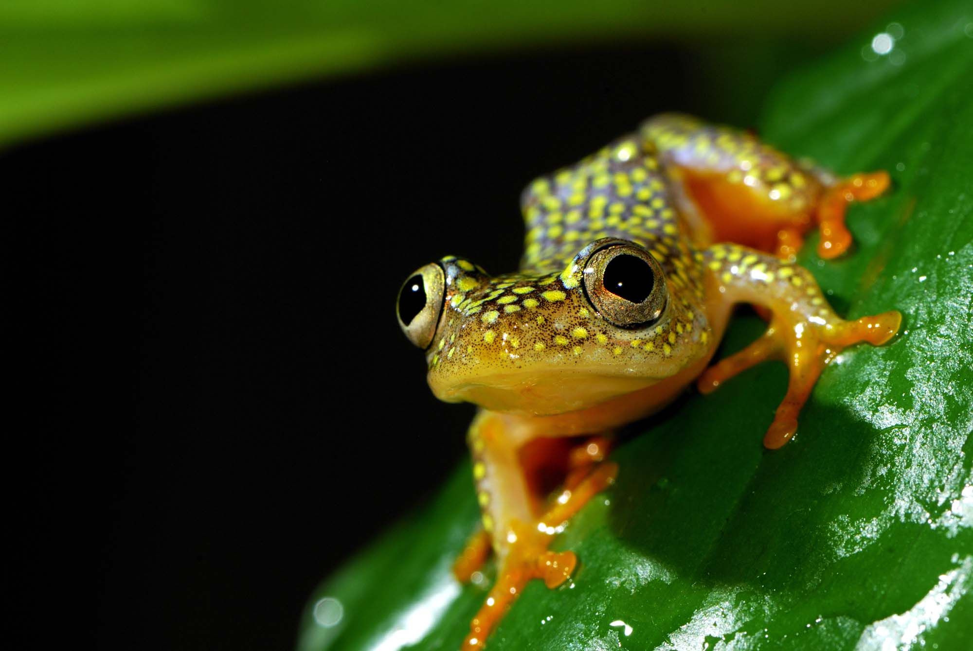 Madagaskar frog