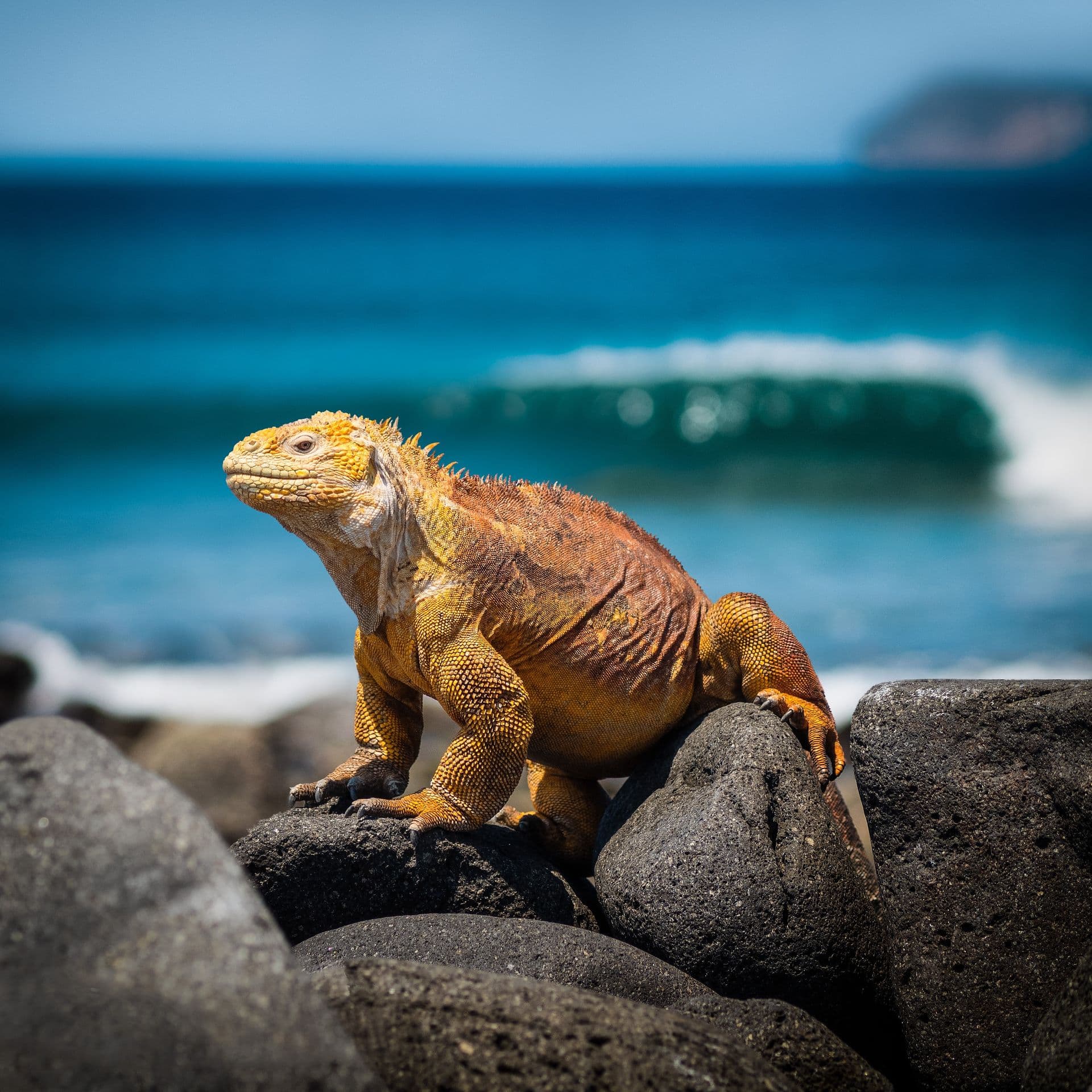 An iguana in Provinz Galápagos, Ecuador